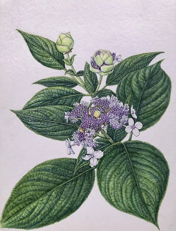 植物画・ボタニカルアート】紫陽花は色も形もさまざま～⑤玉の蕾を開く
