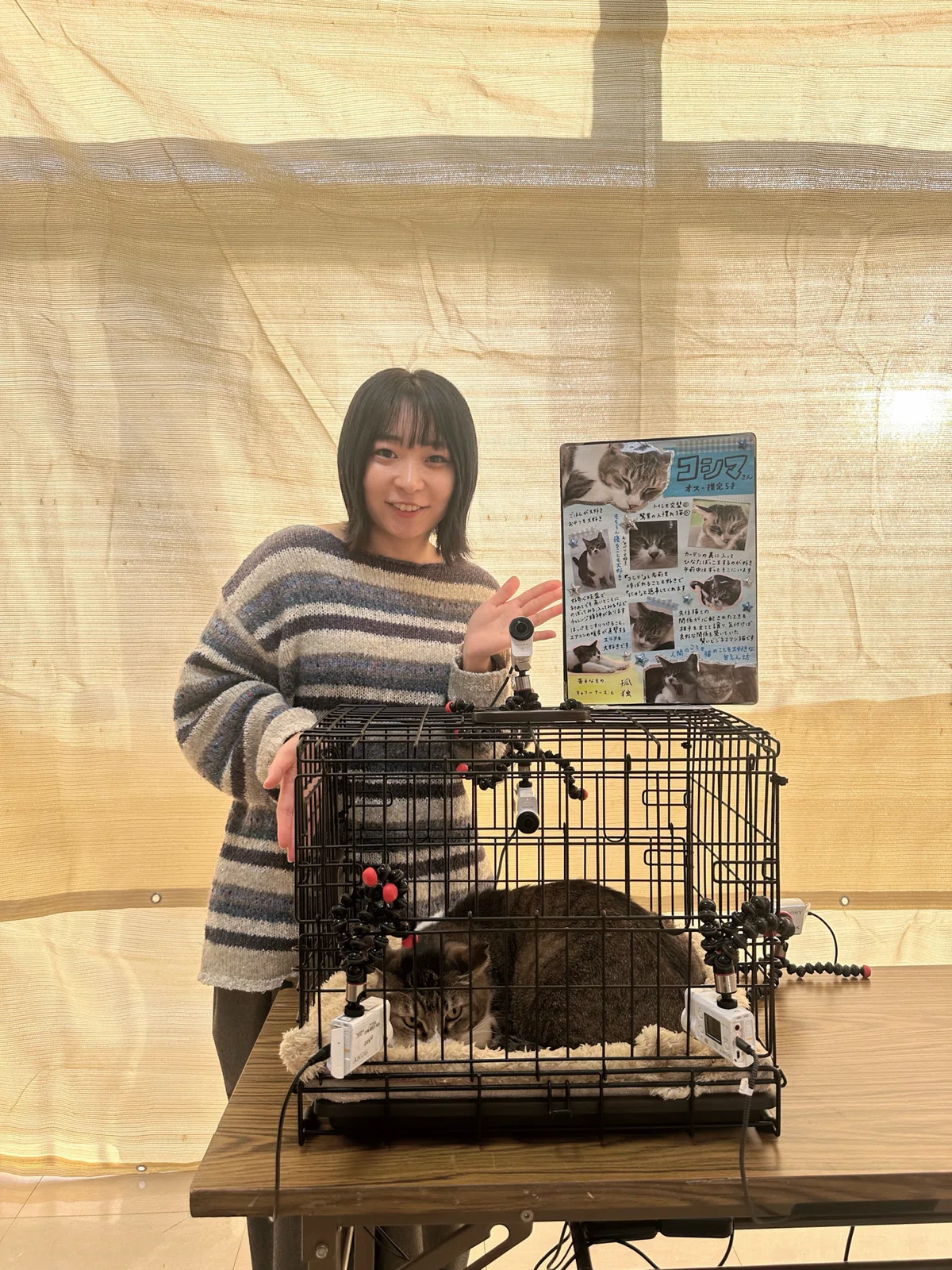 今度はコシマが幸せになる番|にゃんこスターアンゴラ村長