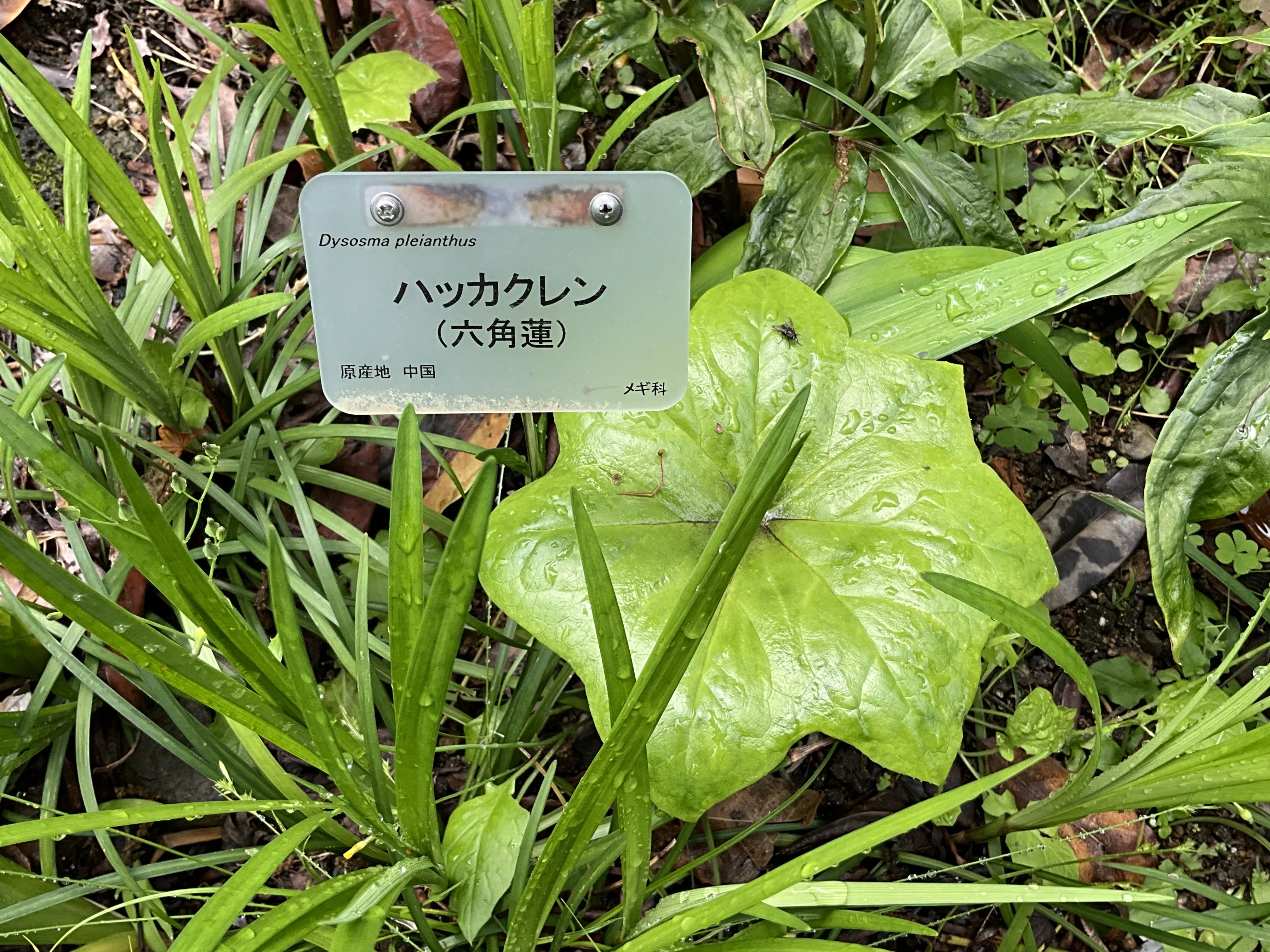ハッカクレン（六角蓮）（京都府立植物園）：2026年5月3日（日）｜藤井