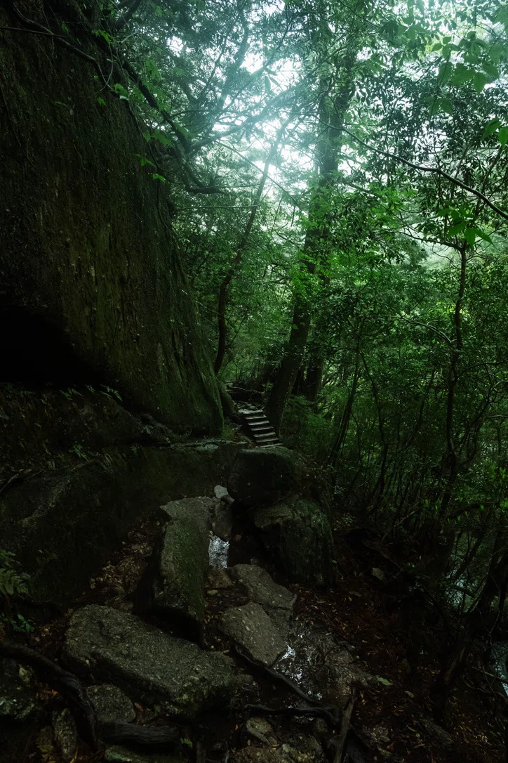 屋久島 | 縄文杉に会いに行く | 僕とカメラ｜鈴木ユートピア