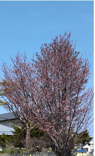 やっと桜開花｜あおぞら