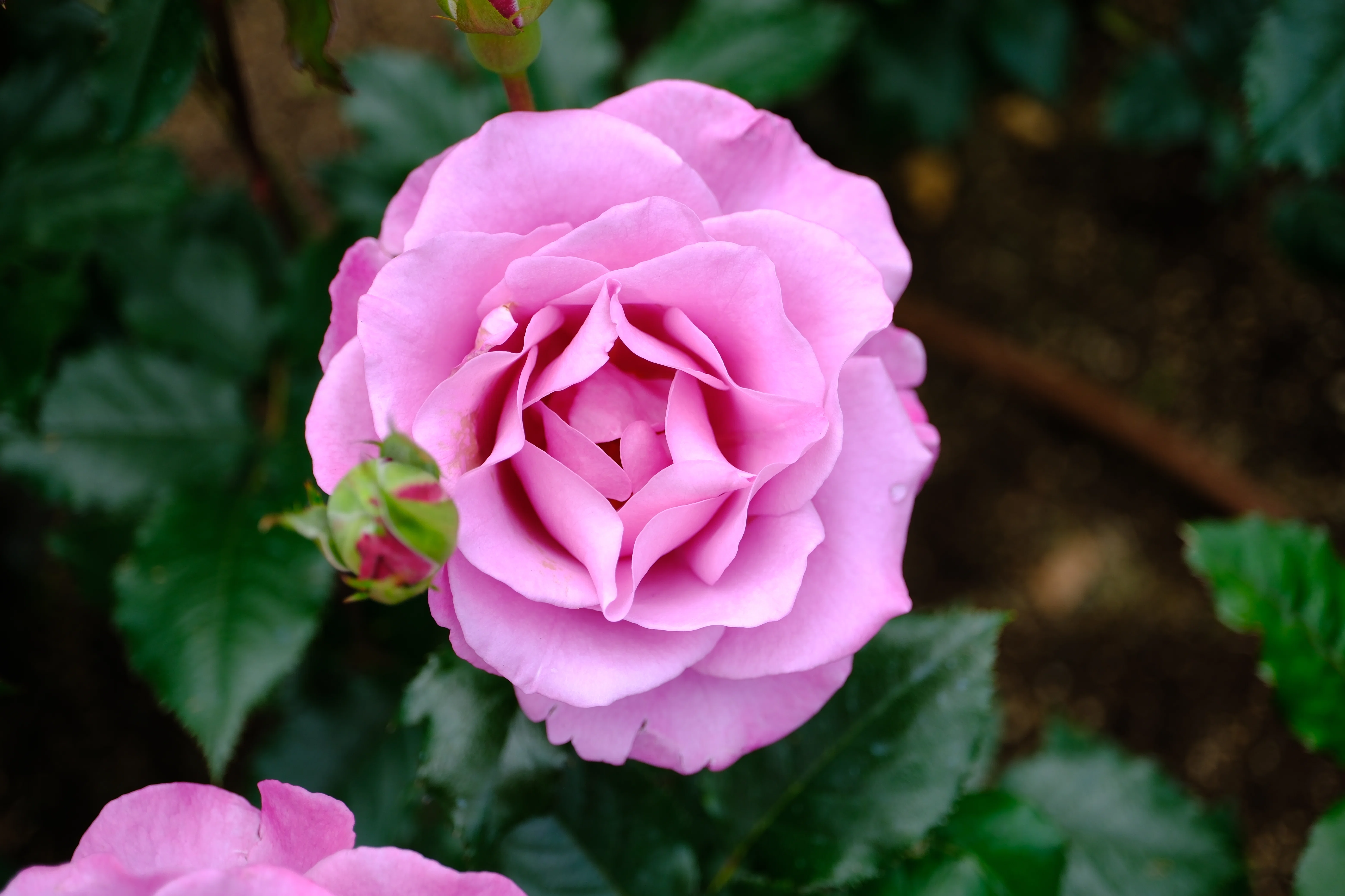 📷X-T30III × 🌹Nakanoshima Rose Garden | 🇩🇪Shocking Blue｜ぱぽ