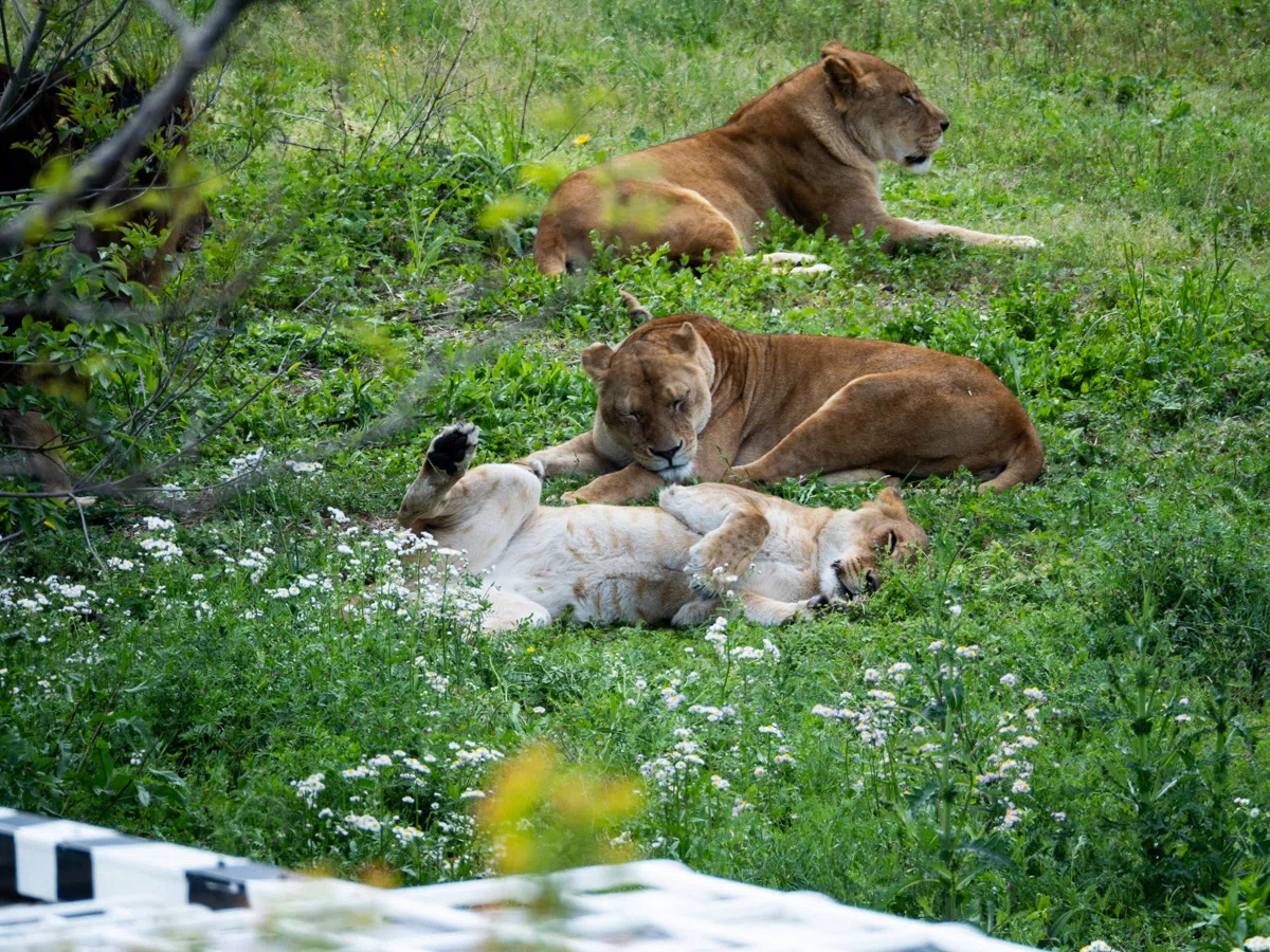 【⭐︎tomo⭐︎】MARSH 24cm ① 3/1までお取り置き 長年ぶりの多摩動物公園🦁マイクロフォーサーズで撮ってみた | OM-1