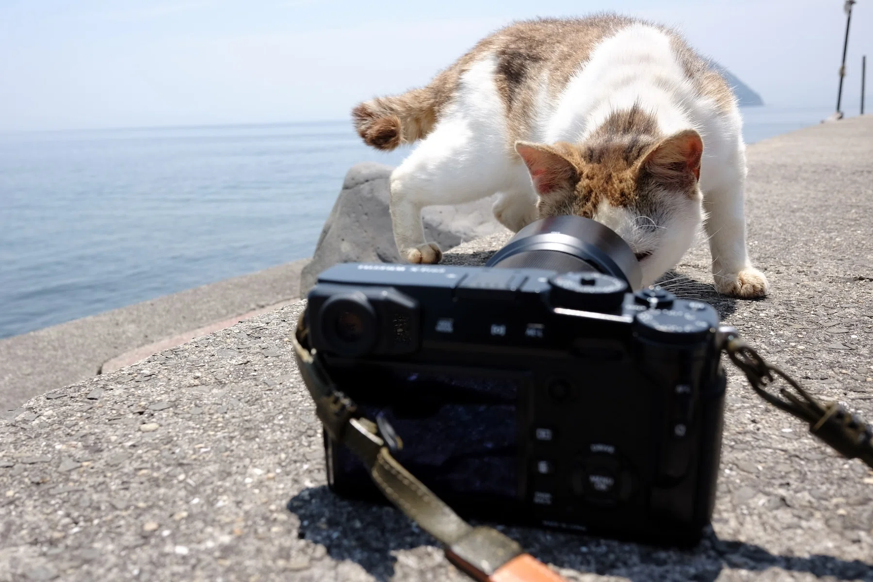 あえて今、FUJIFILM XF56mmF1.2 R APD について語ってみる｜猫写真家