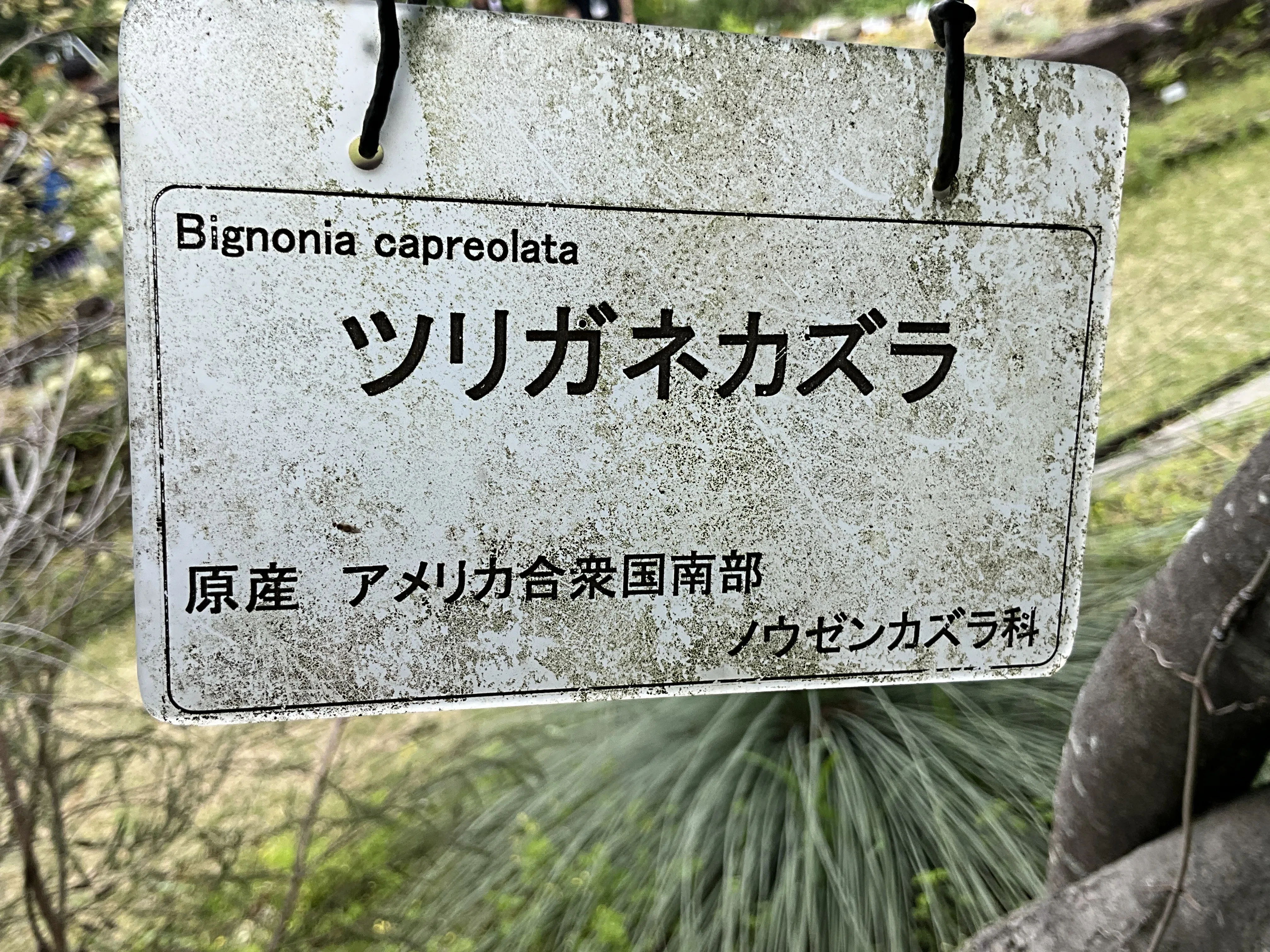 ツリガネカズラ（京都府立植物園）：2026年5月4日（月）｜藤井秀昭
