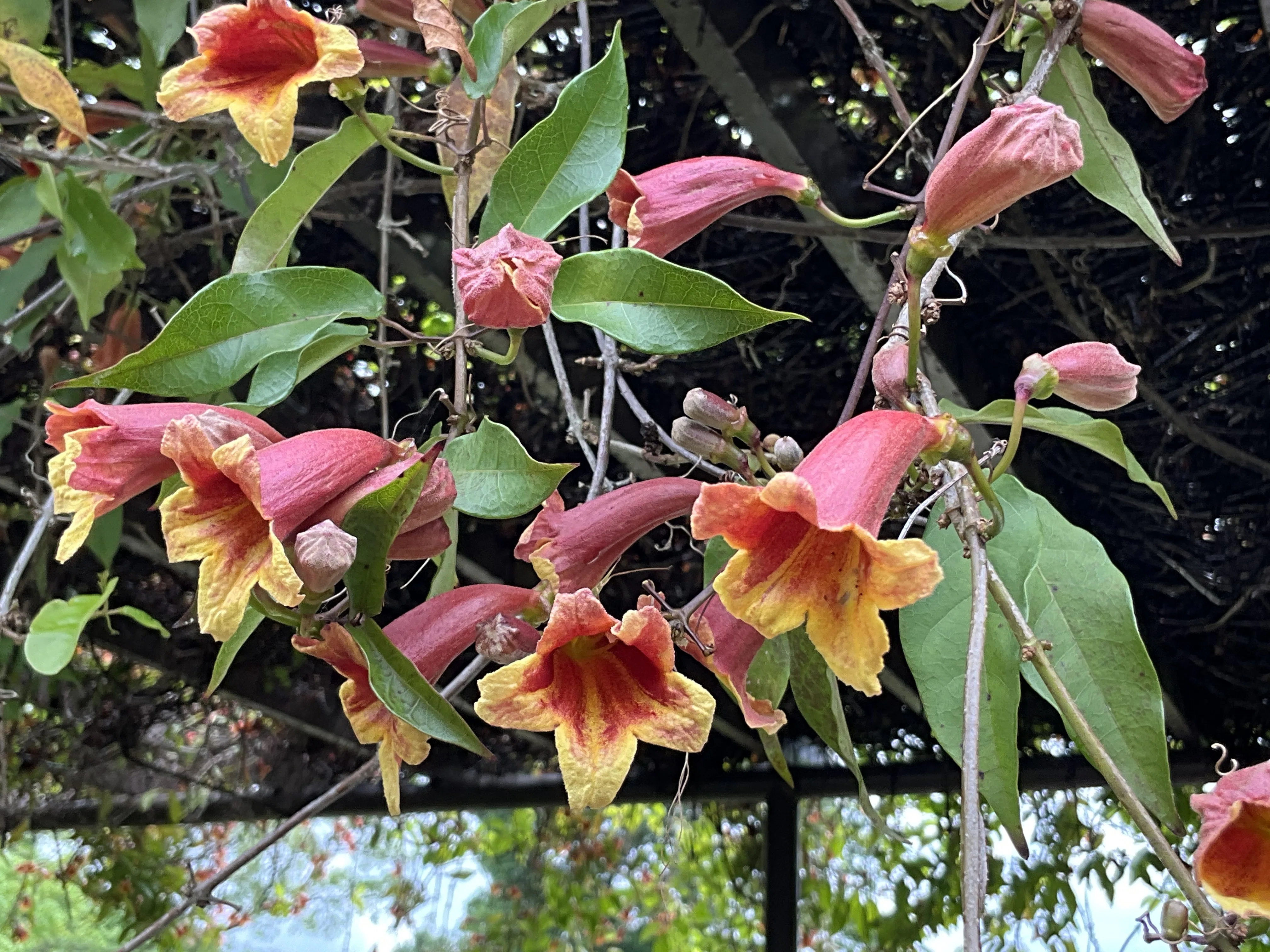 ツリガネカズラ（京都府立植物園）：2026年5月4日（月）｜藤井秀昭