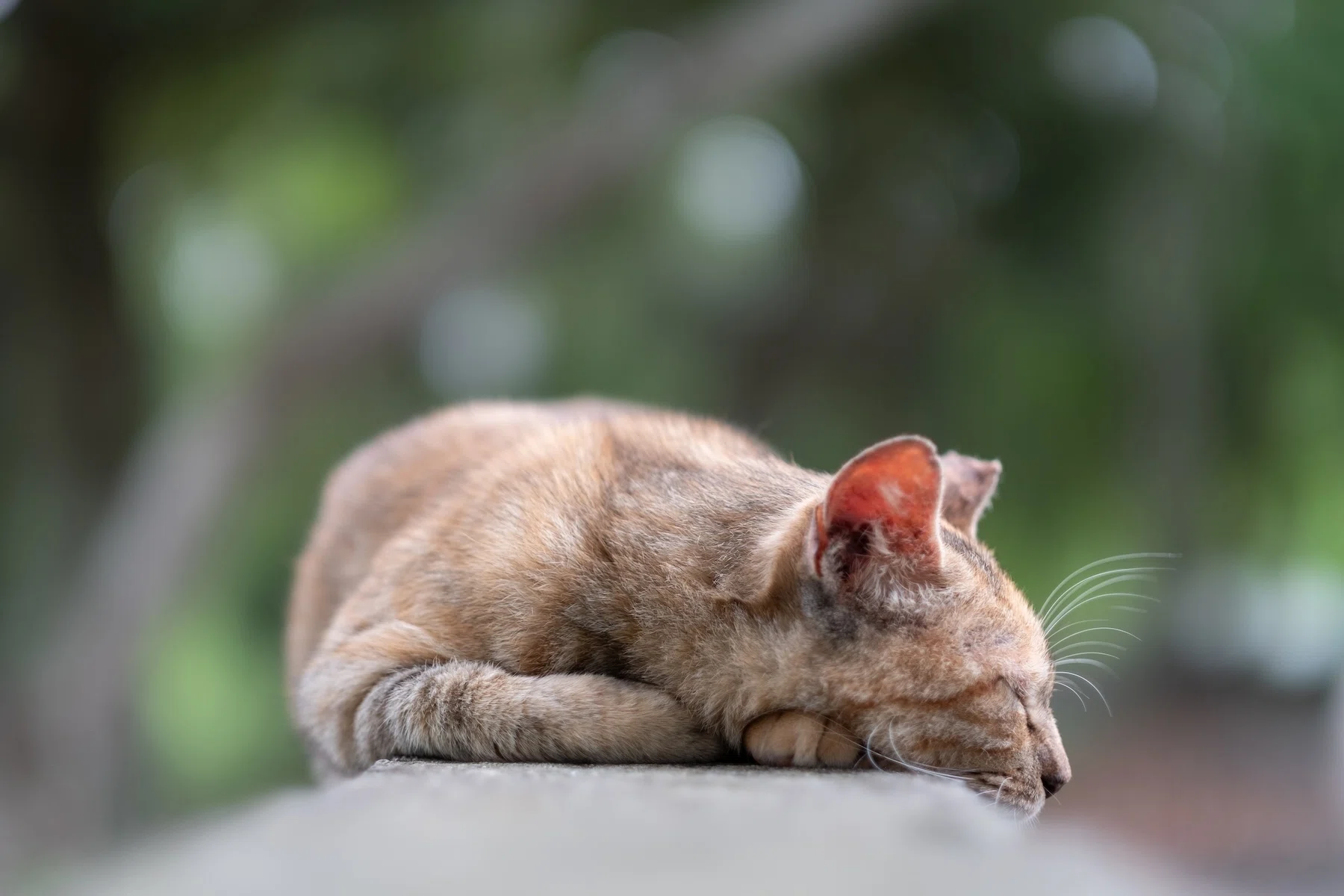 写真 確認 あえて今、FUJIFILM XF56mmF1.2 R APD について語ってみる｜猫写真家