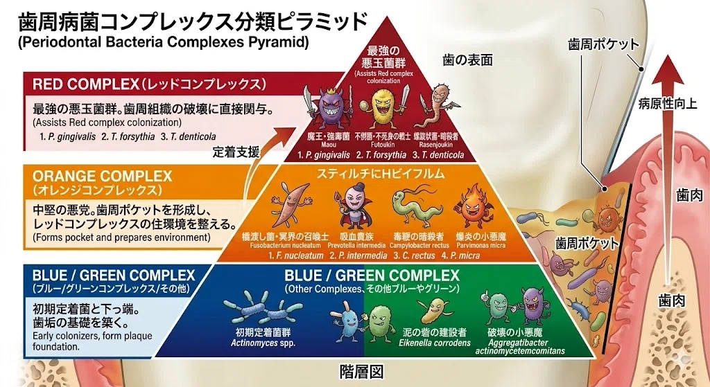 歯周病菌におけるレッドコンプレックス、オレンジコンプレックス、その他ブルーコンプレックスやグリーンコンプレックスいついてピラミッド形式で成り立っていることを表した画像