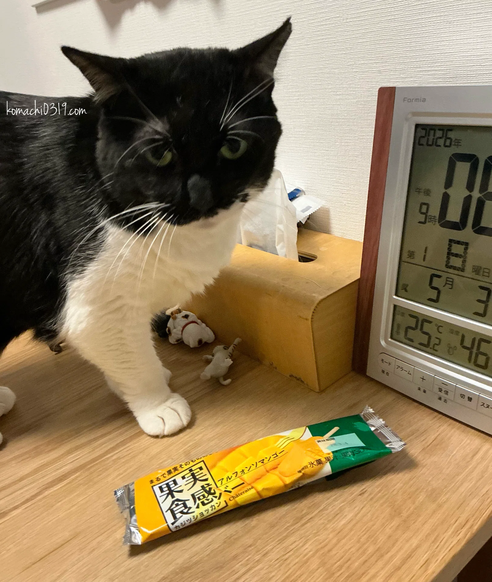 2026年5月3日 夜の猫達｜こまち