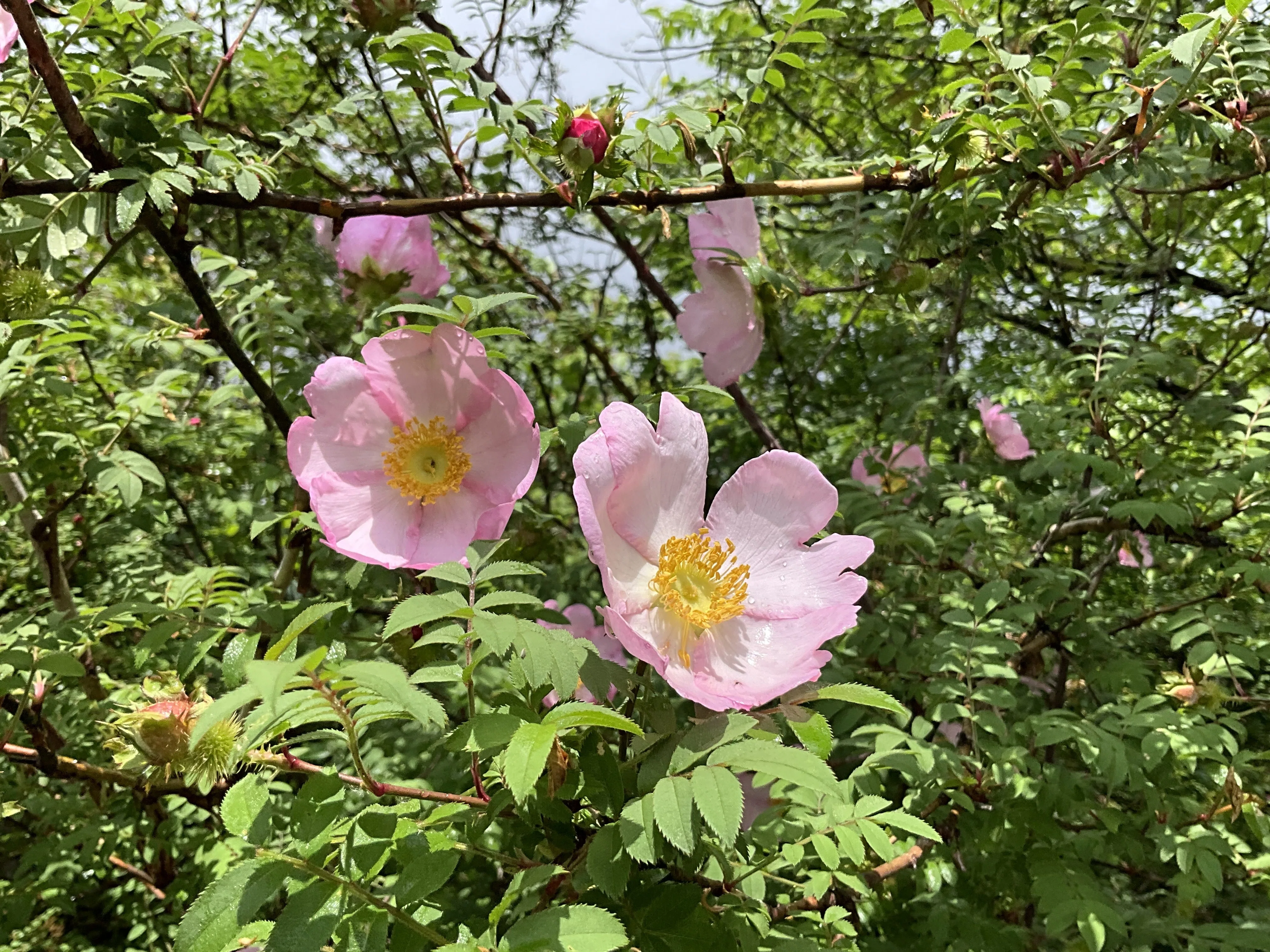 サンショウバラ（山椒薔薇）（京都府立植物園）：2026年5月4日（月