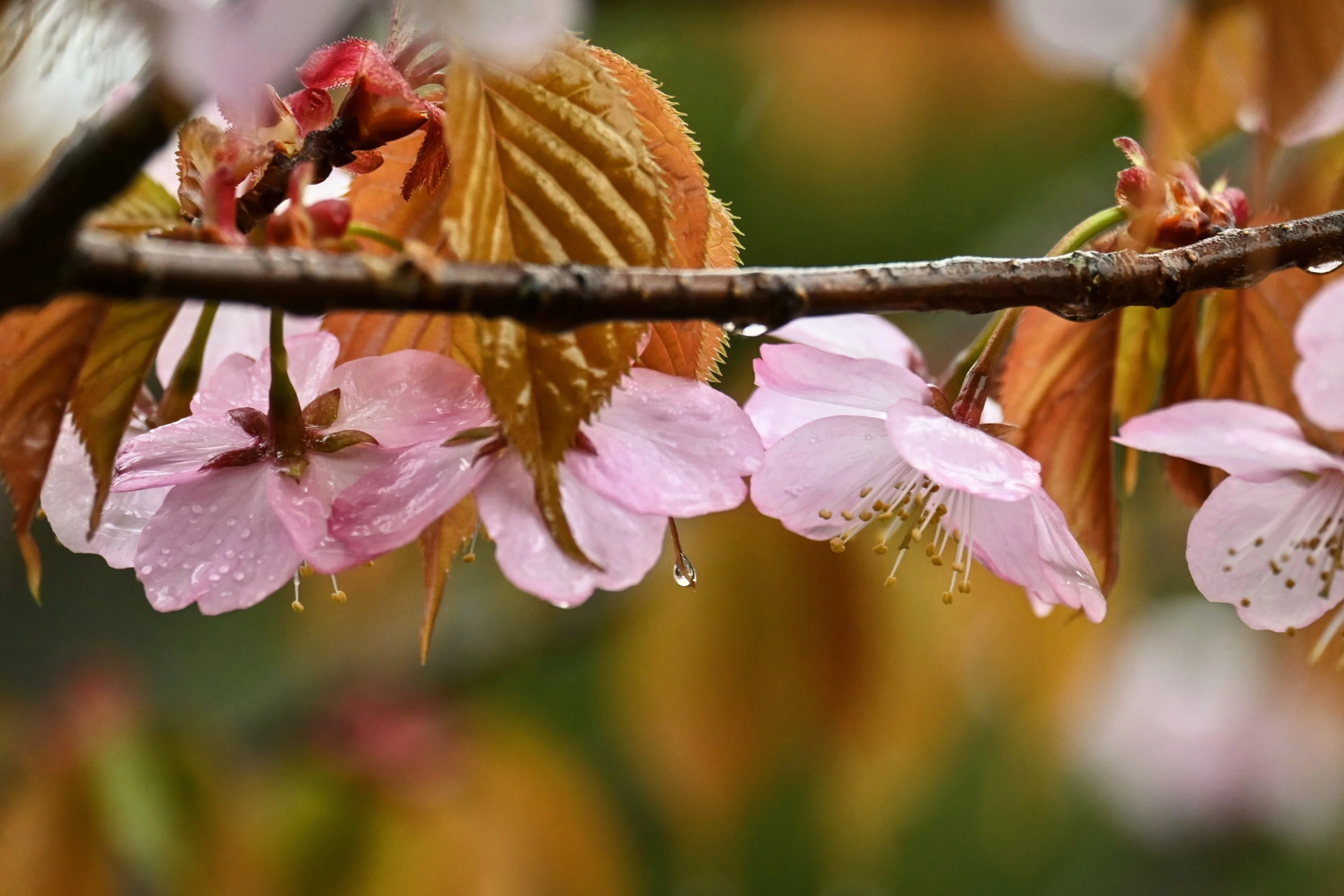 雨桜｜志眞