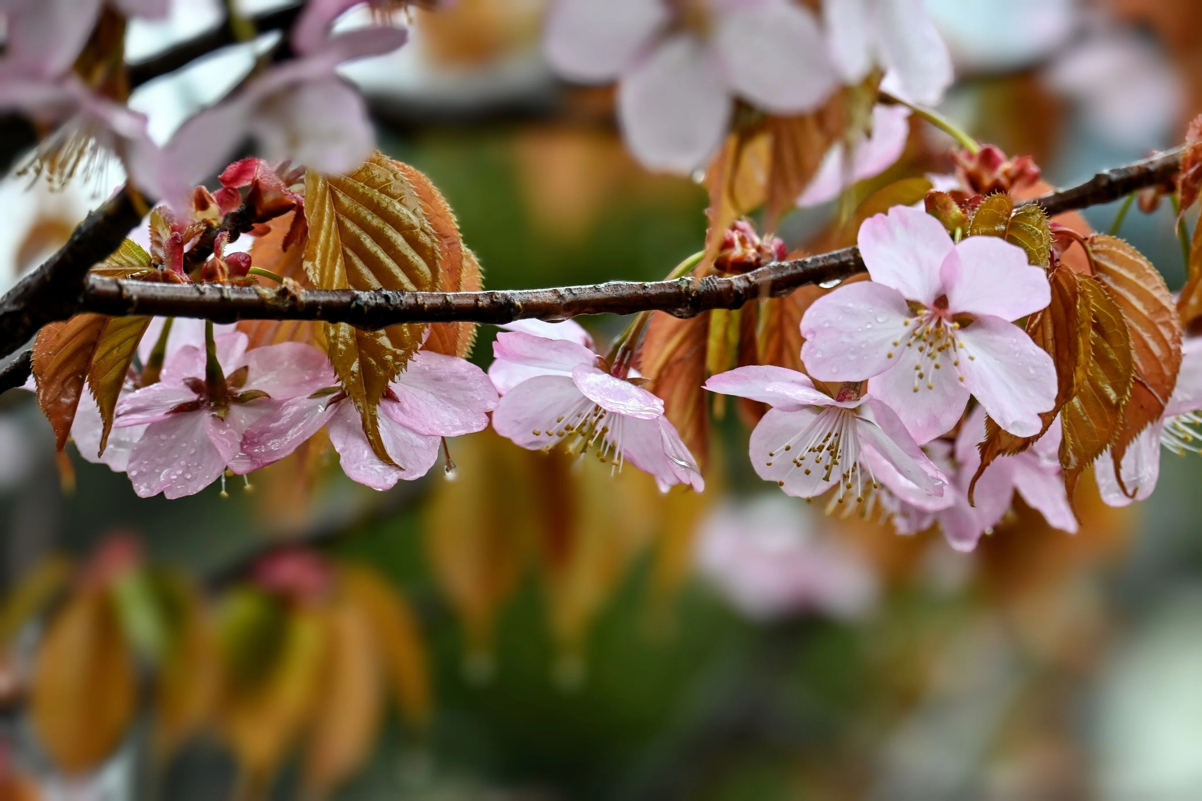 雨桜｜志眞