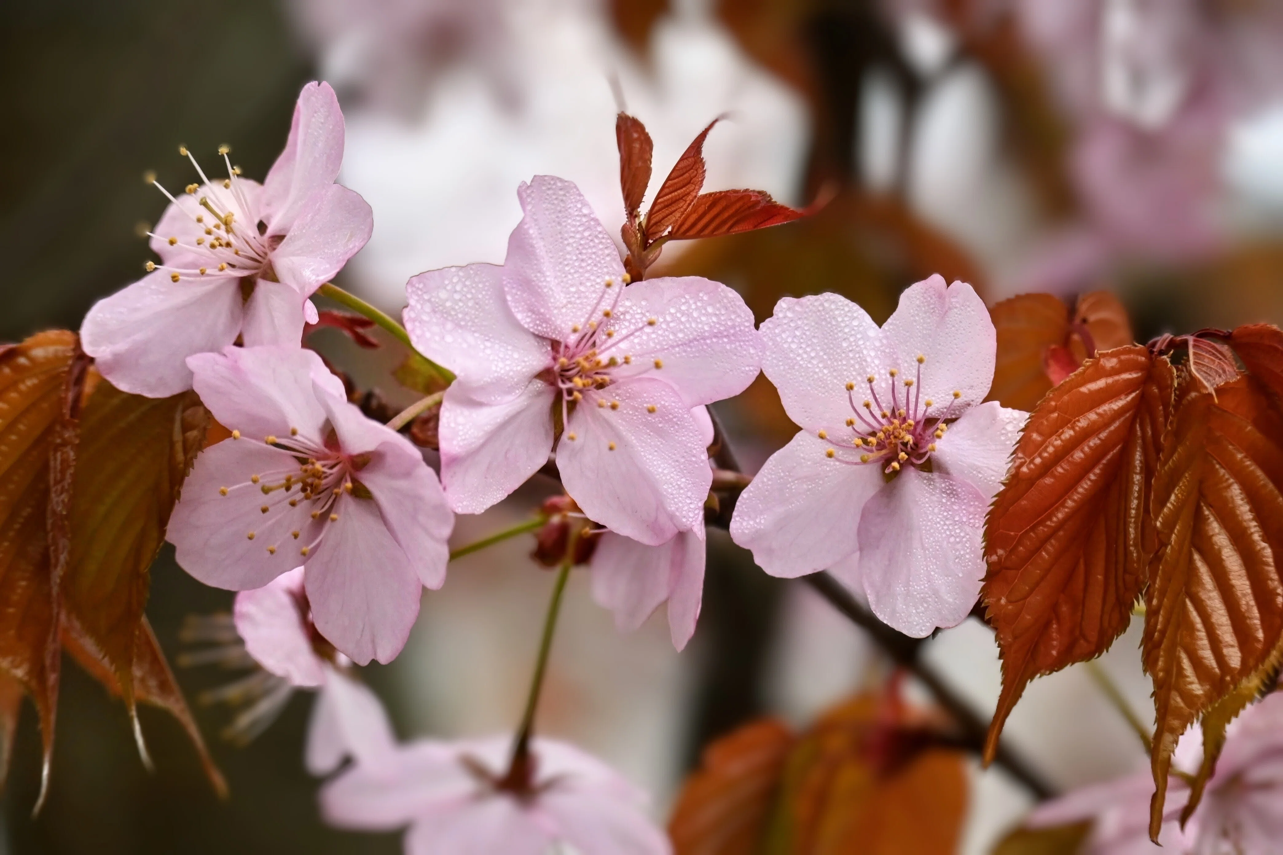 雨桜｜志眞