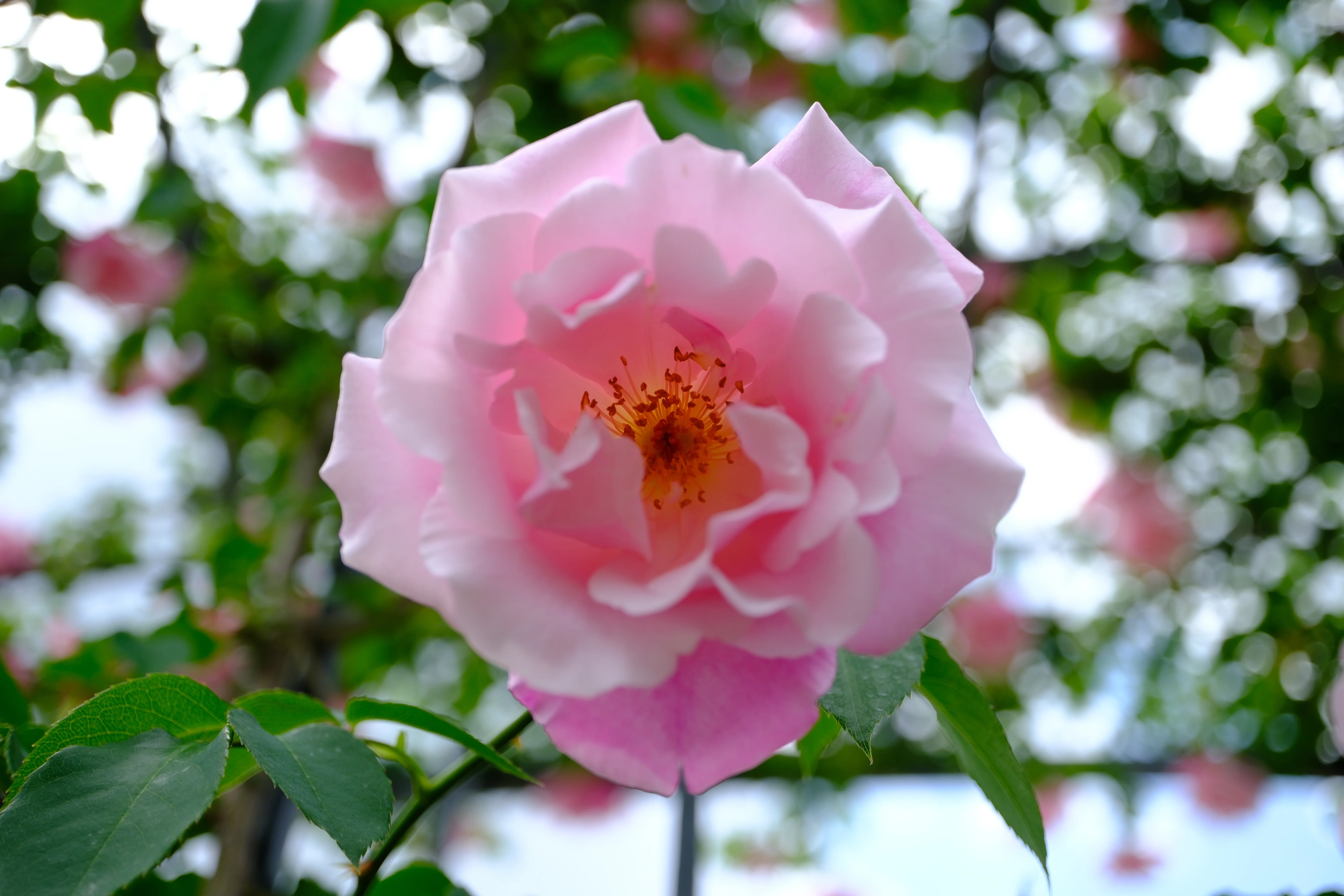 📷X-T30III × 🌹中之島バラ園 ｜ 🇪🇸スパニッシュ・ビューティ｜ぱぽ