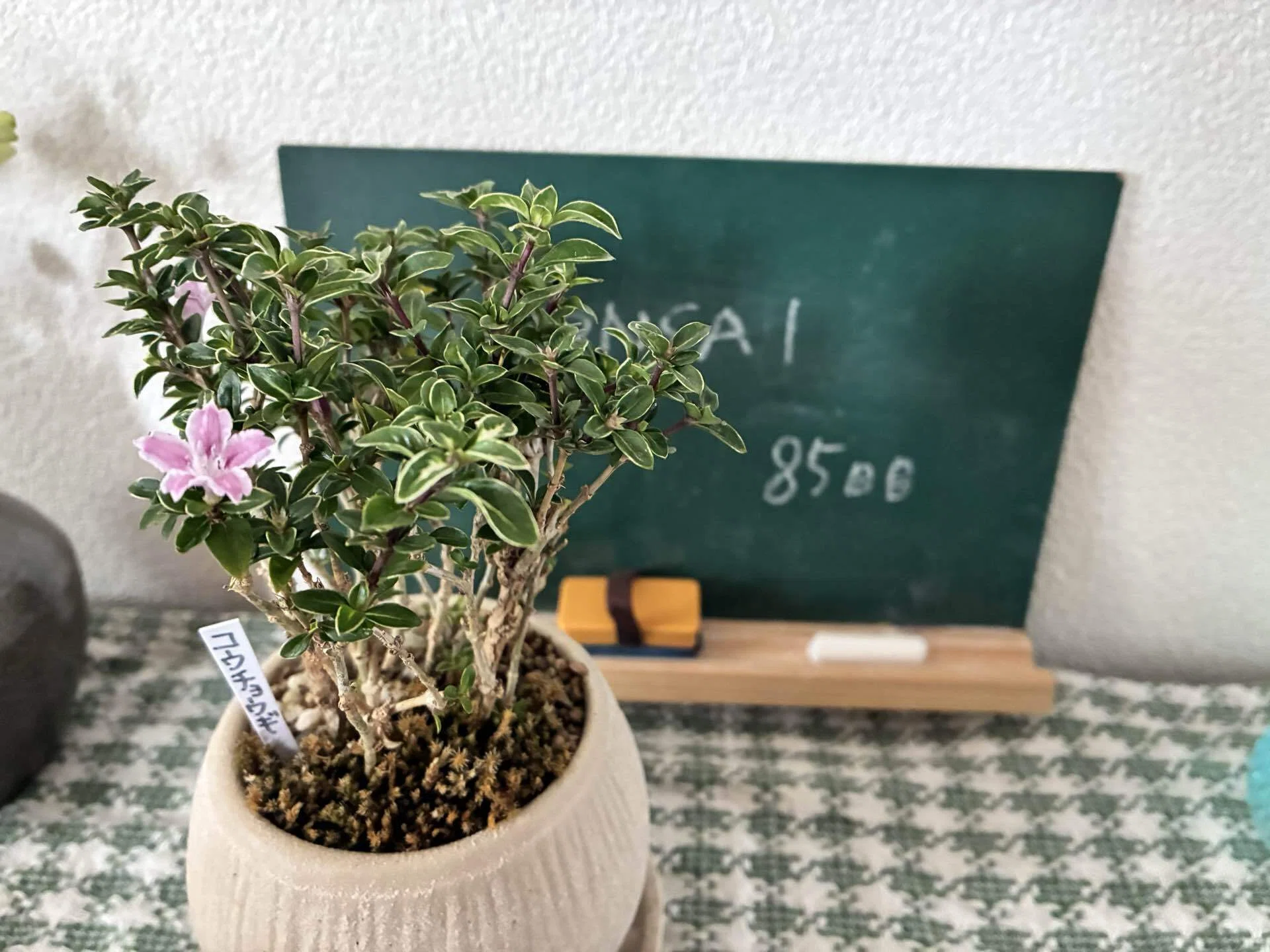 2026/5/4ミニBONSAI 85日目｜夫婦BONSAIはじめました(妻)