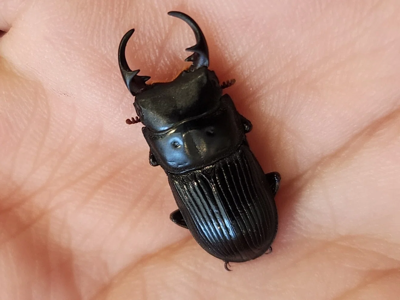 トカラネブトクワガタ(諏訪之瀬島産CBF1)飼育記録まとめ｜ぷろそぽ