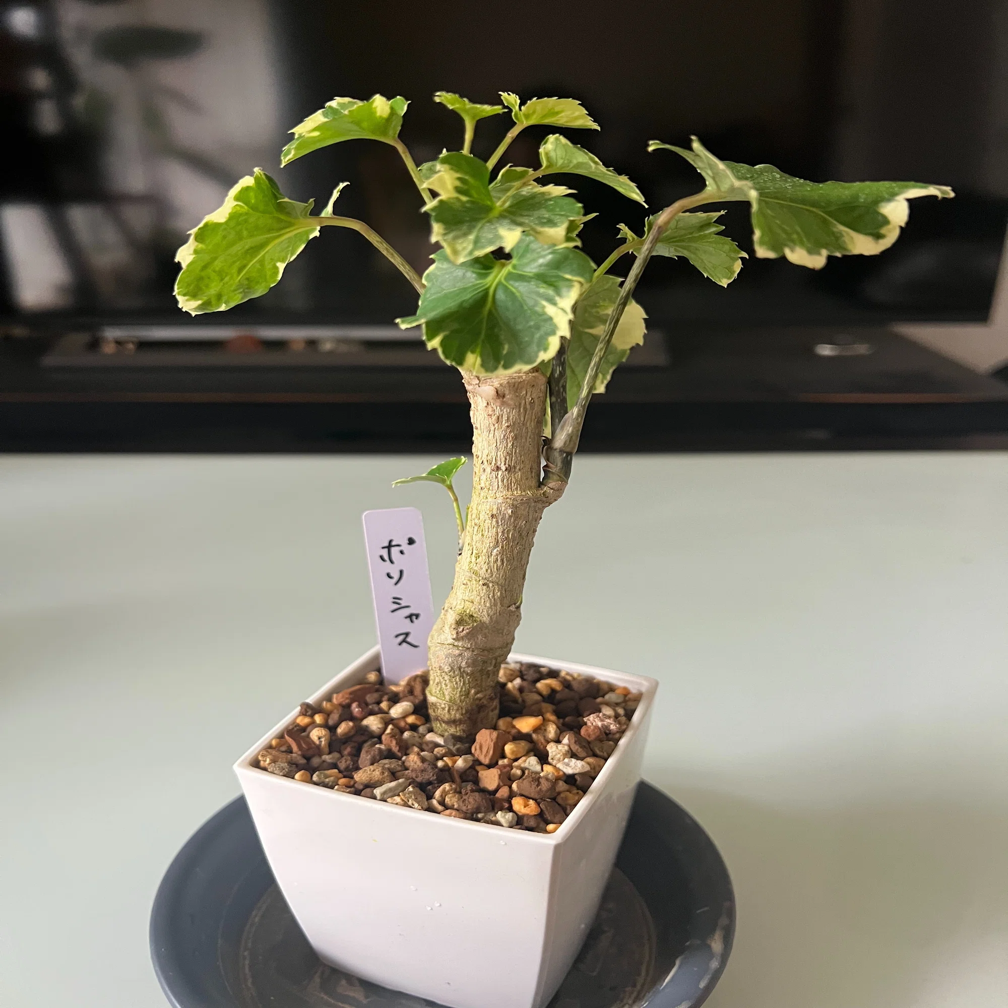 観葉植物】次はこれ！おしゃれな「ポリシャス」をお迎えしてみた｜けいまる