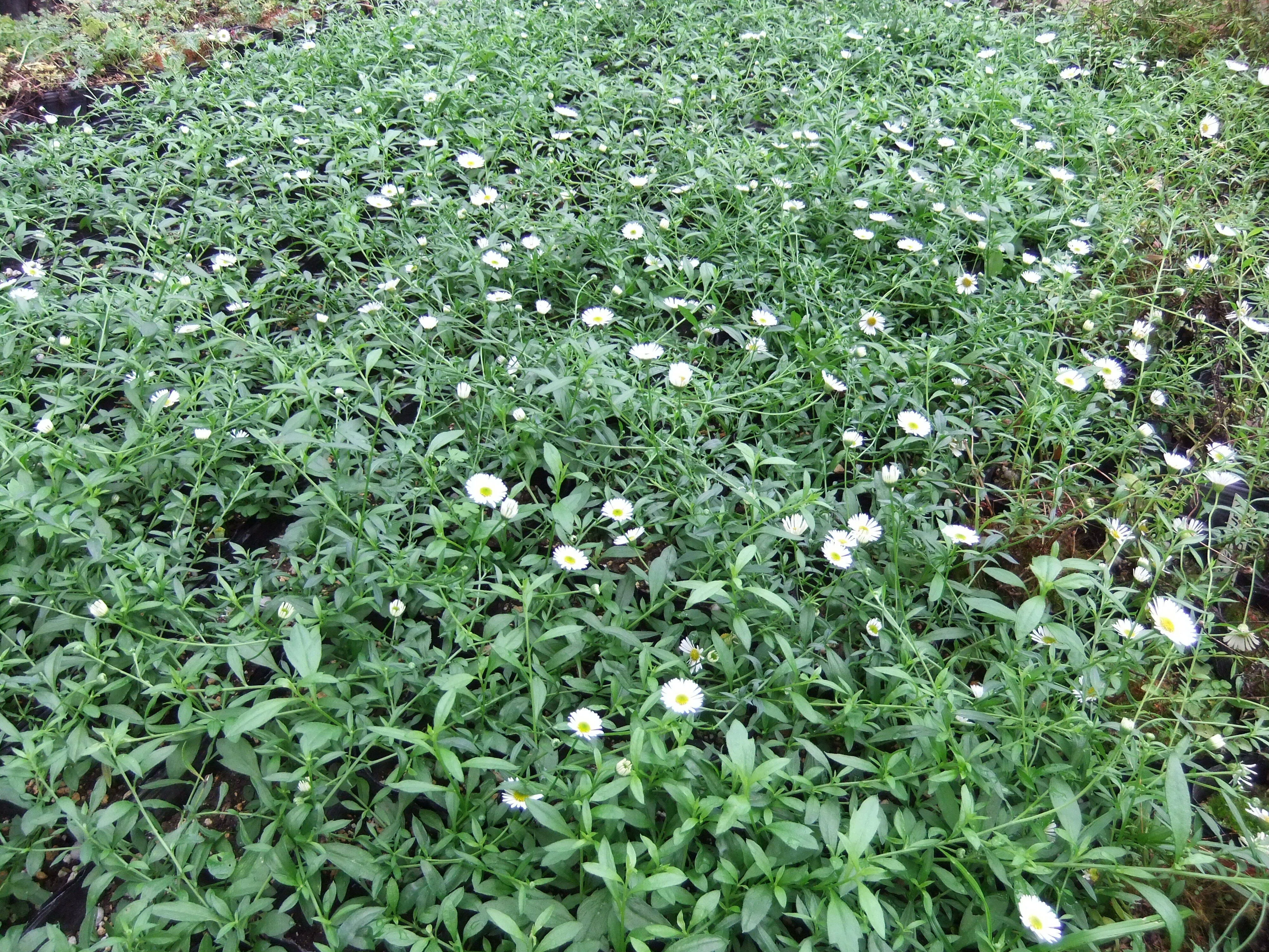 宿根草の選び方：第1回】長く咲く？ 一瞬で魅せる？ ――開花期間で
