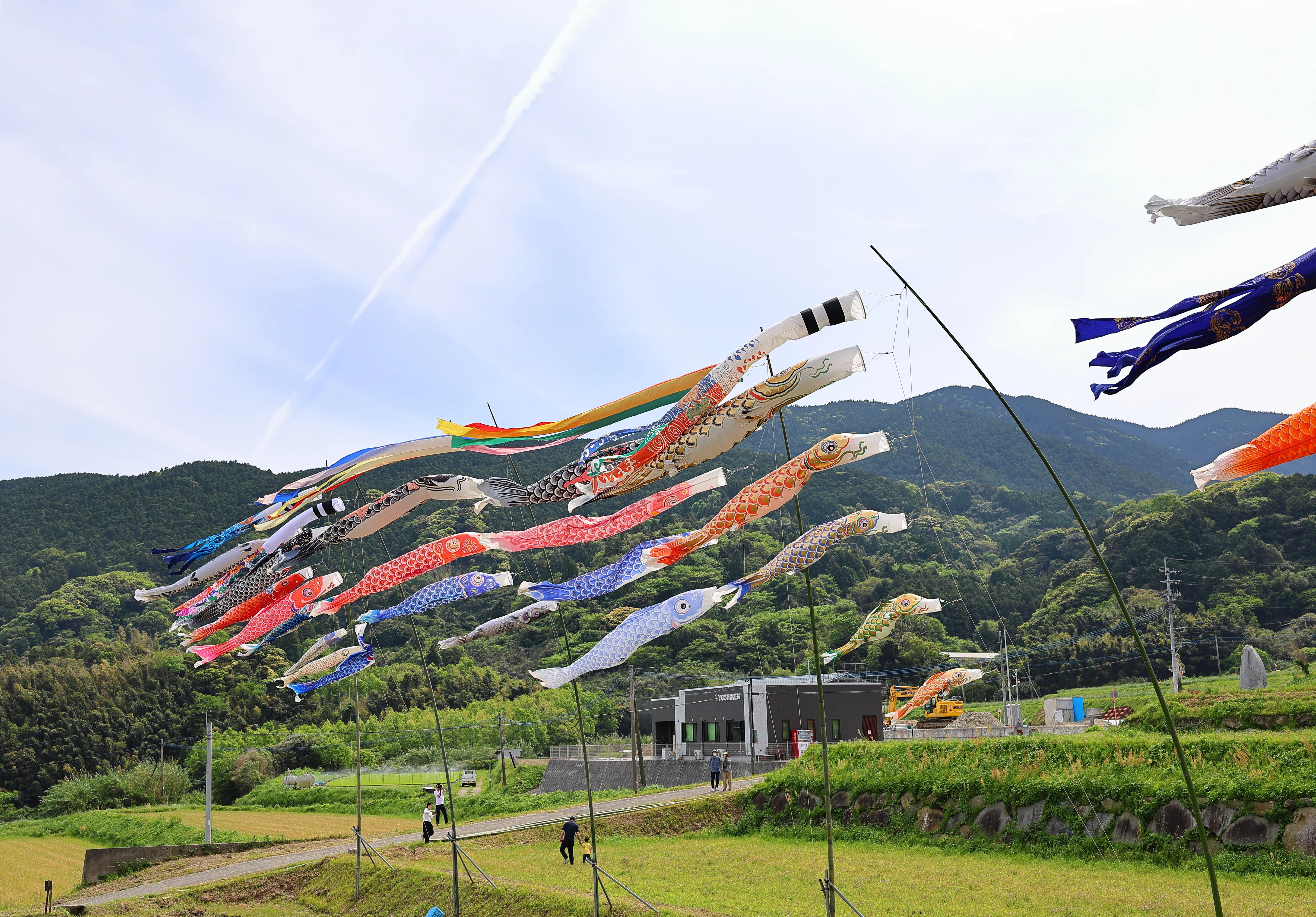 鯉のぼりを見に行って、立ちごけした～2026/5/2～｜sama sama
