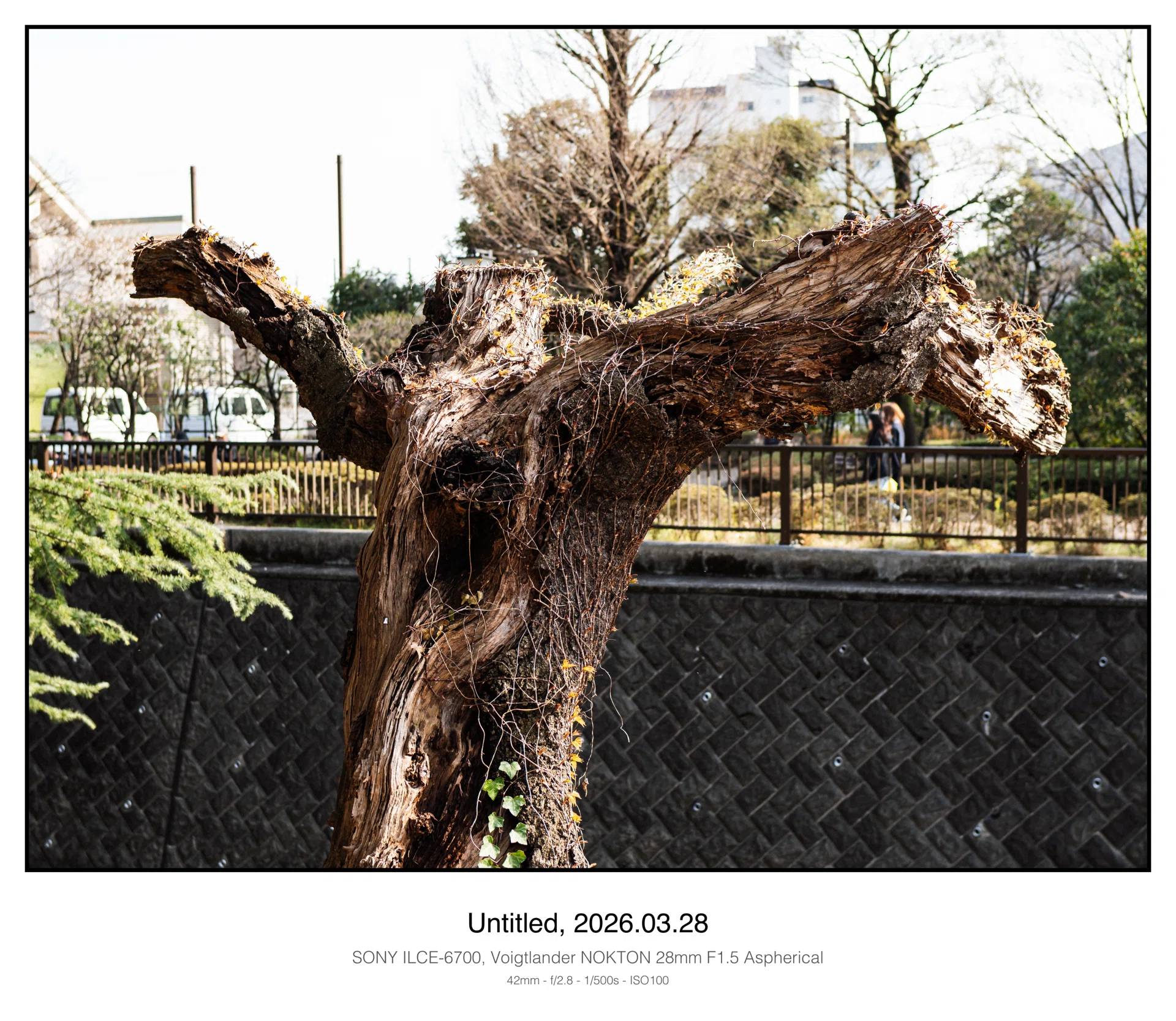 2026.03.28 老木｜Ryohei NODA