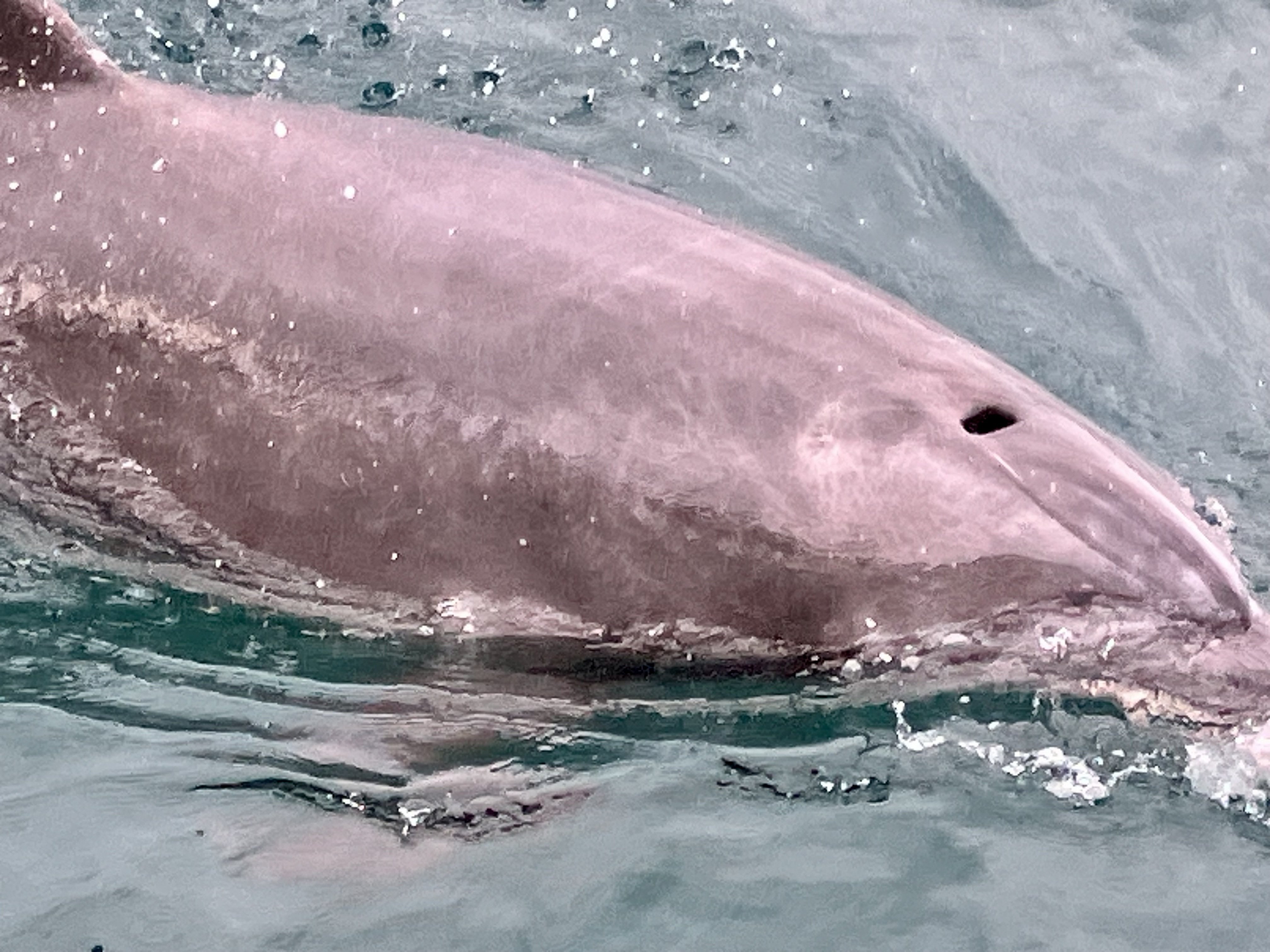 amazing Dolphins（天草）｜芹 沓胡