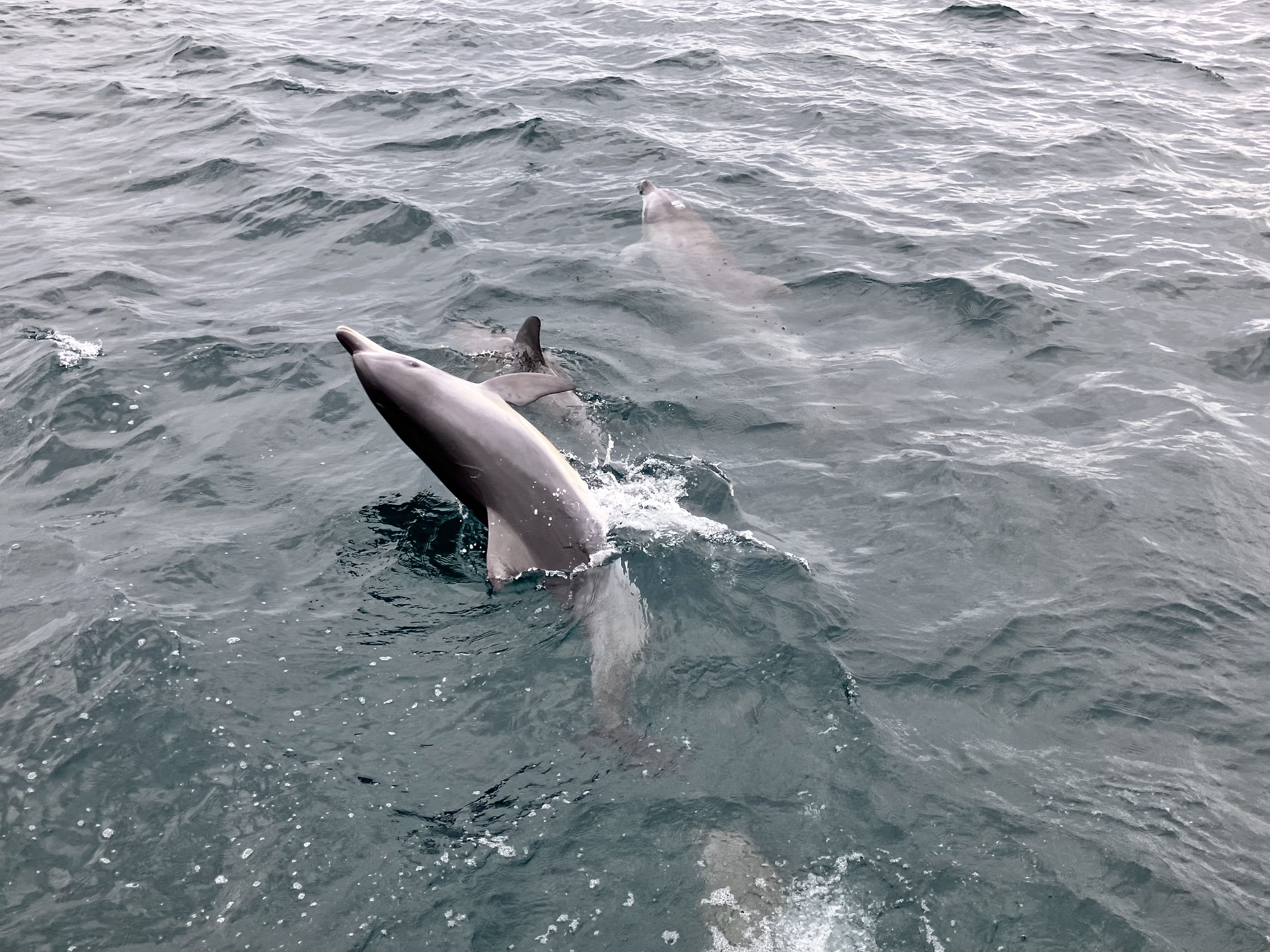 amazing Dolphins（天草）｜芹 沓胡