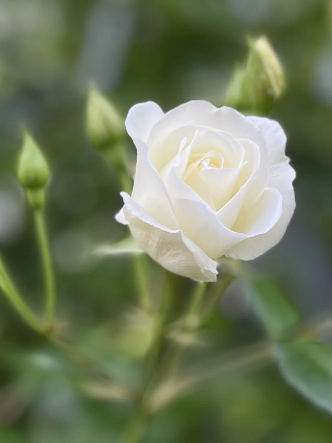 薔薇の香り満ちる｜型紙ニット komi