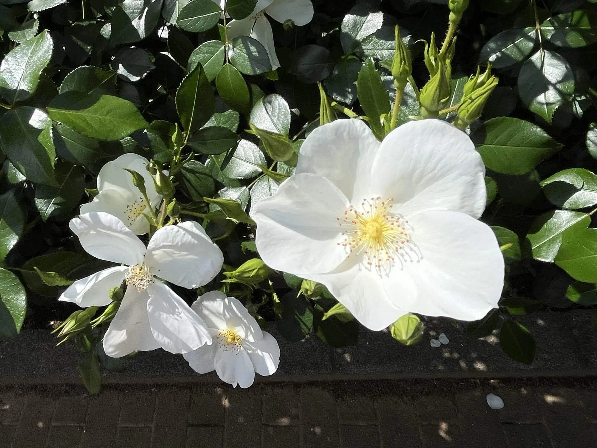 薔薇の香り満ちる｜型紙ニット komi