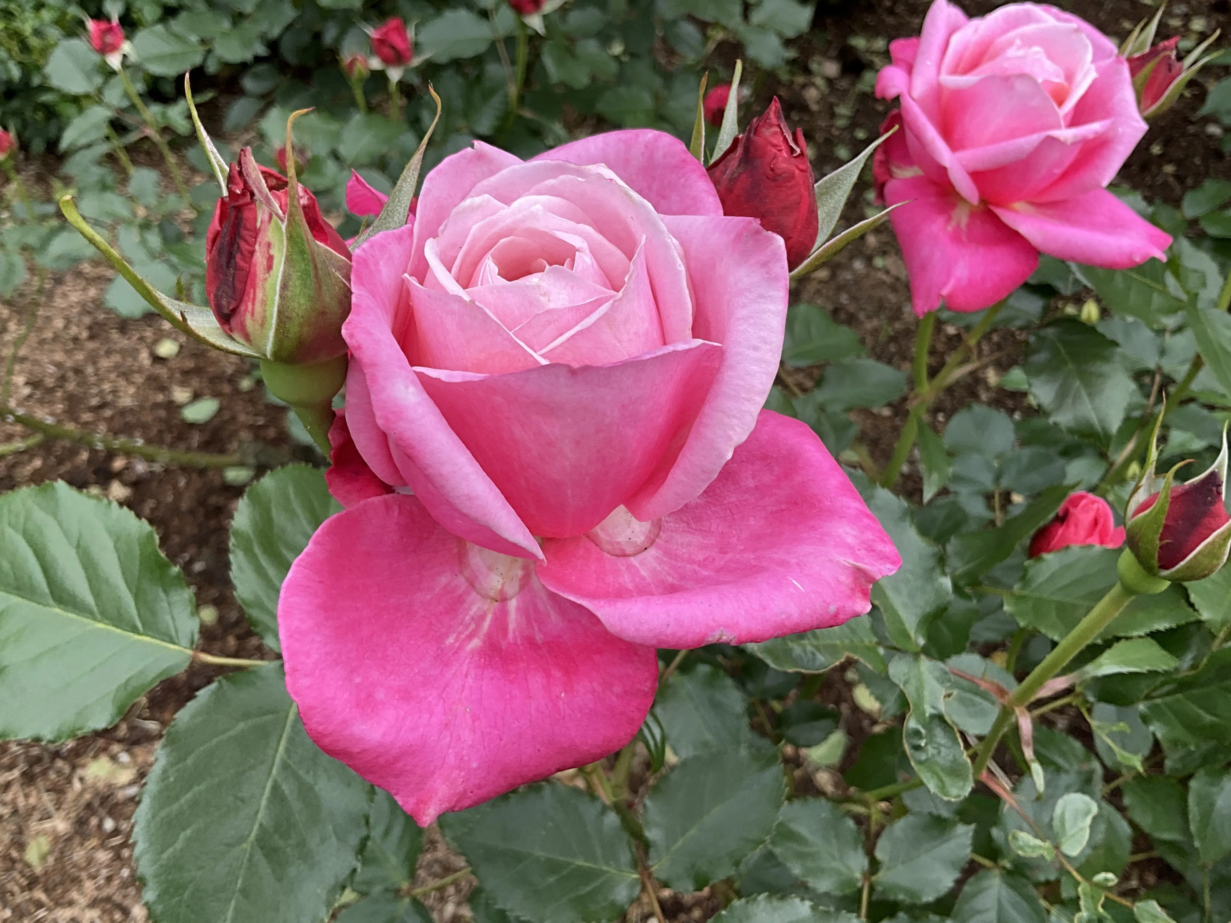 プリンセス・チチブ（京都府立植物園）：2026年5月6日（水）｜藤井秀昭