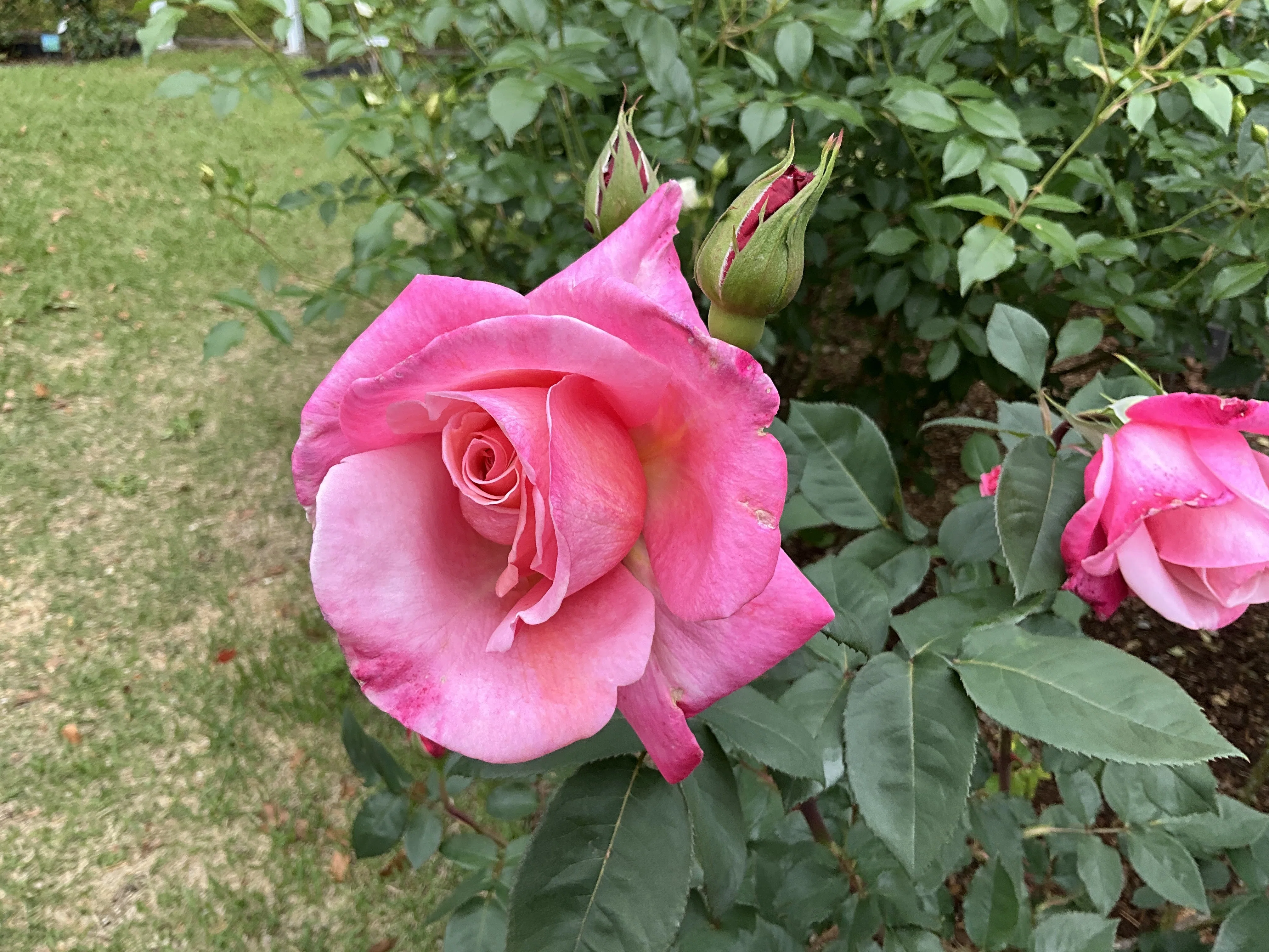 ファースト・プライズ （京都府立植物園）：2026年5月7日（木）｜藤井