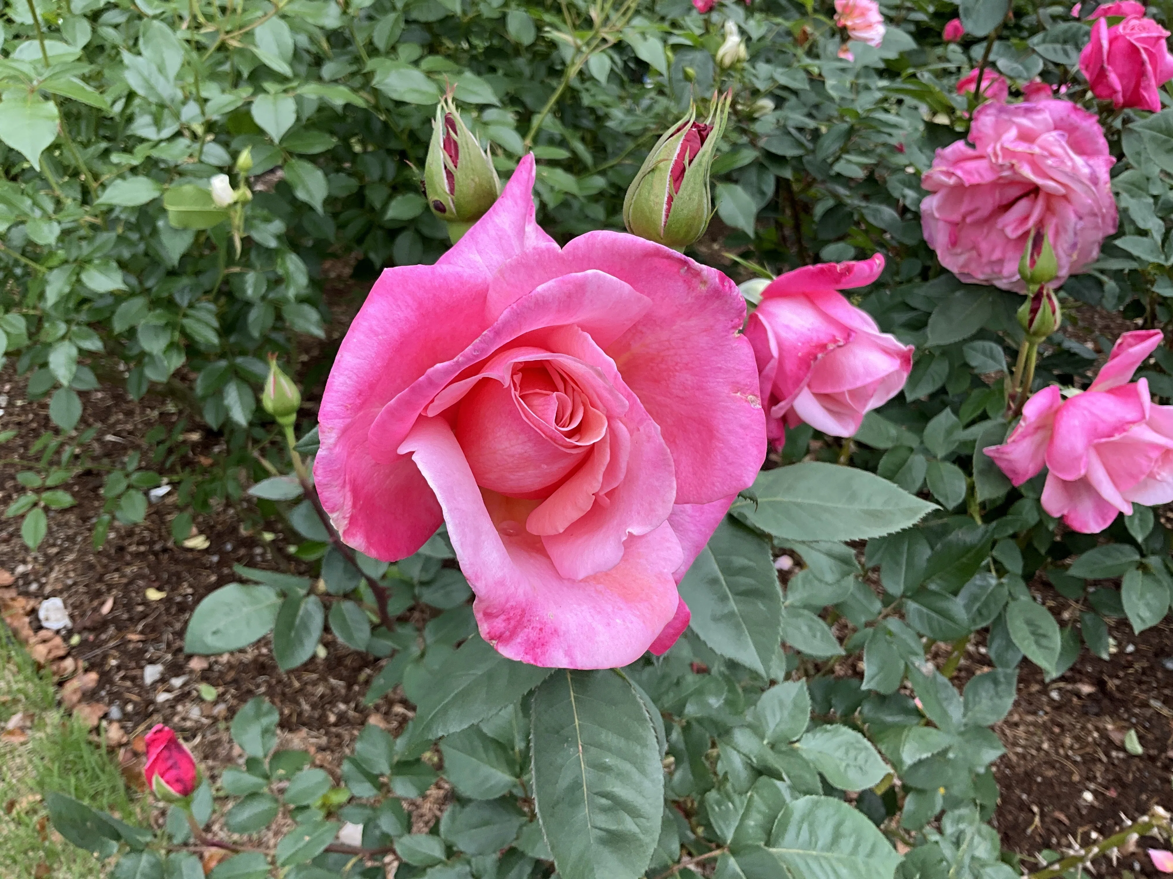 ファースト・プライズ （京都府立植物園）：2026年5月7日（木）｜藤井