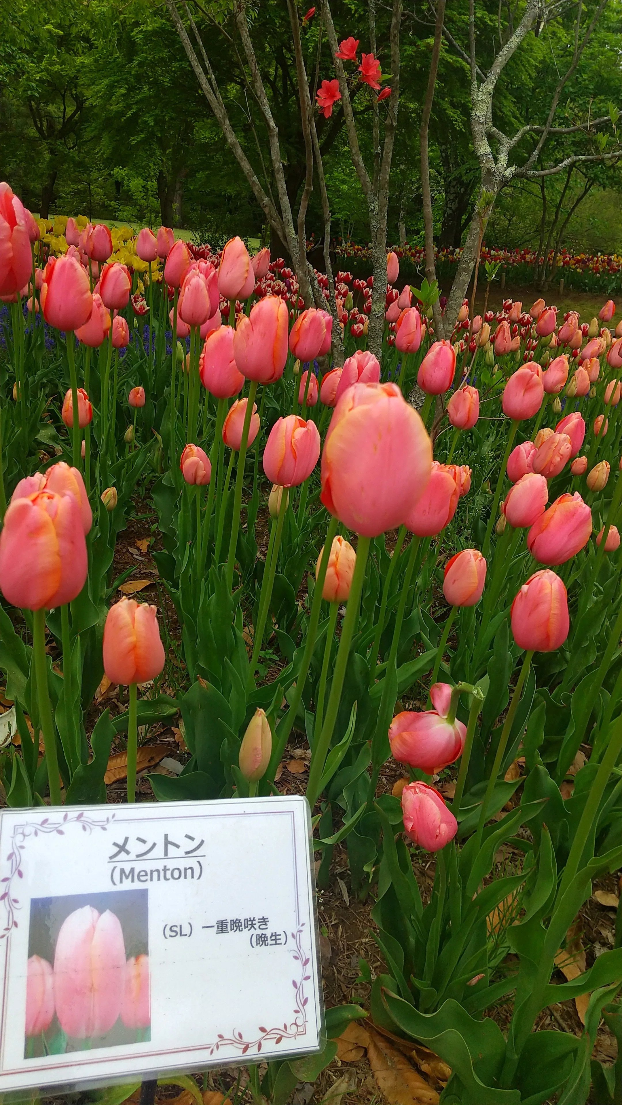 国営アルプスあづみの公園 | チューリップ②｜ルフ奈