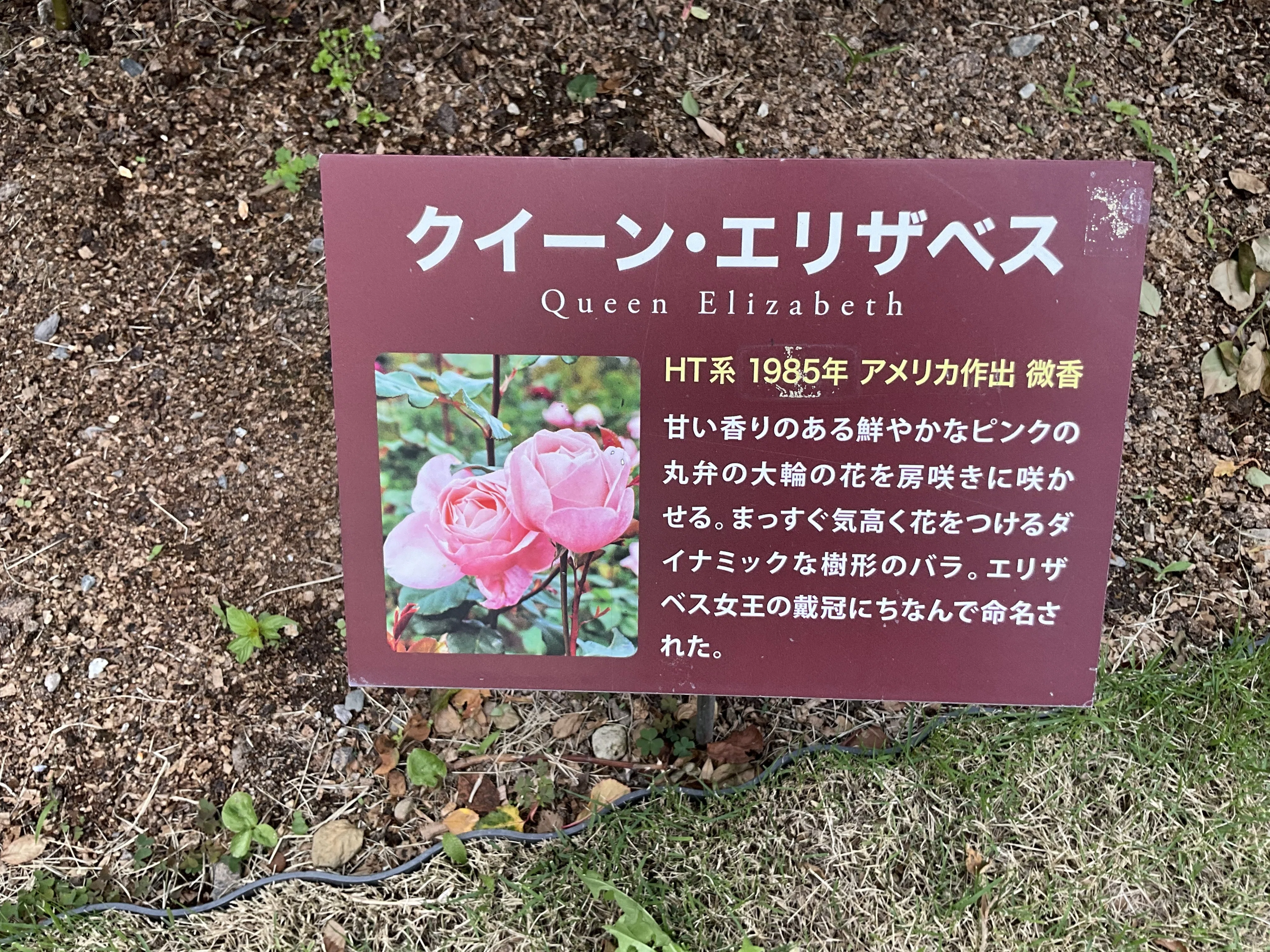 クイーン・エリザベス（京都府立植物園）：2026年5月9日（土）｜藤井