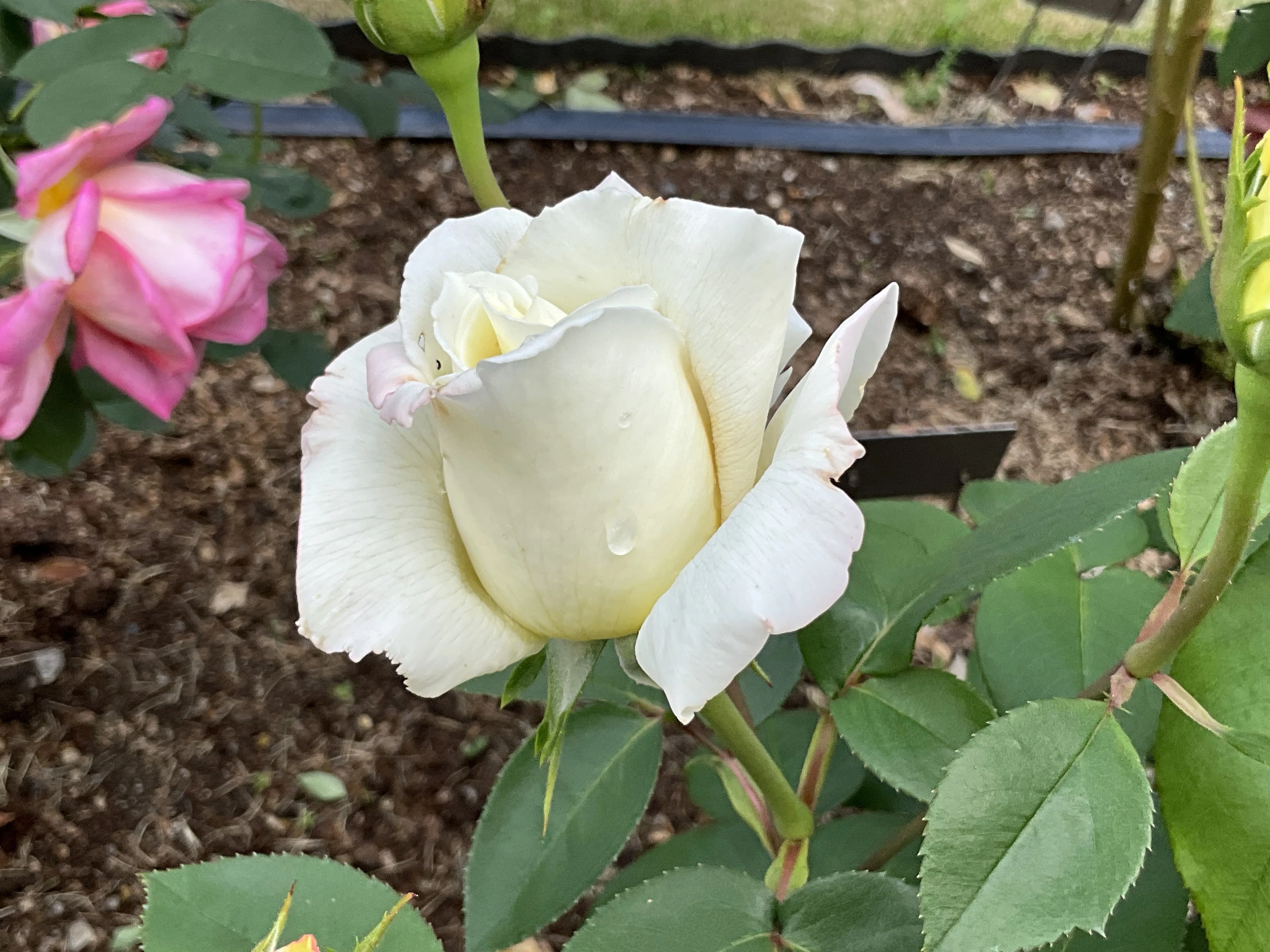 八甲田（京都府立植物園）：2026年5月9日（土）｜藤井秀昭（『京都居候