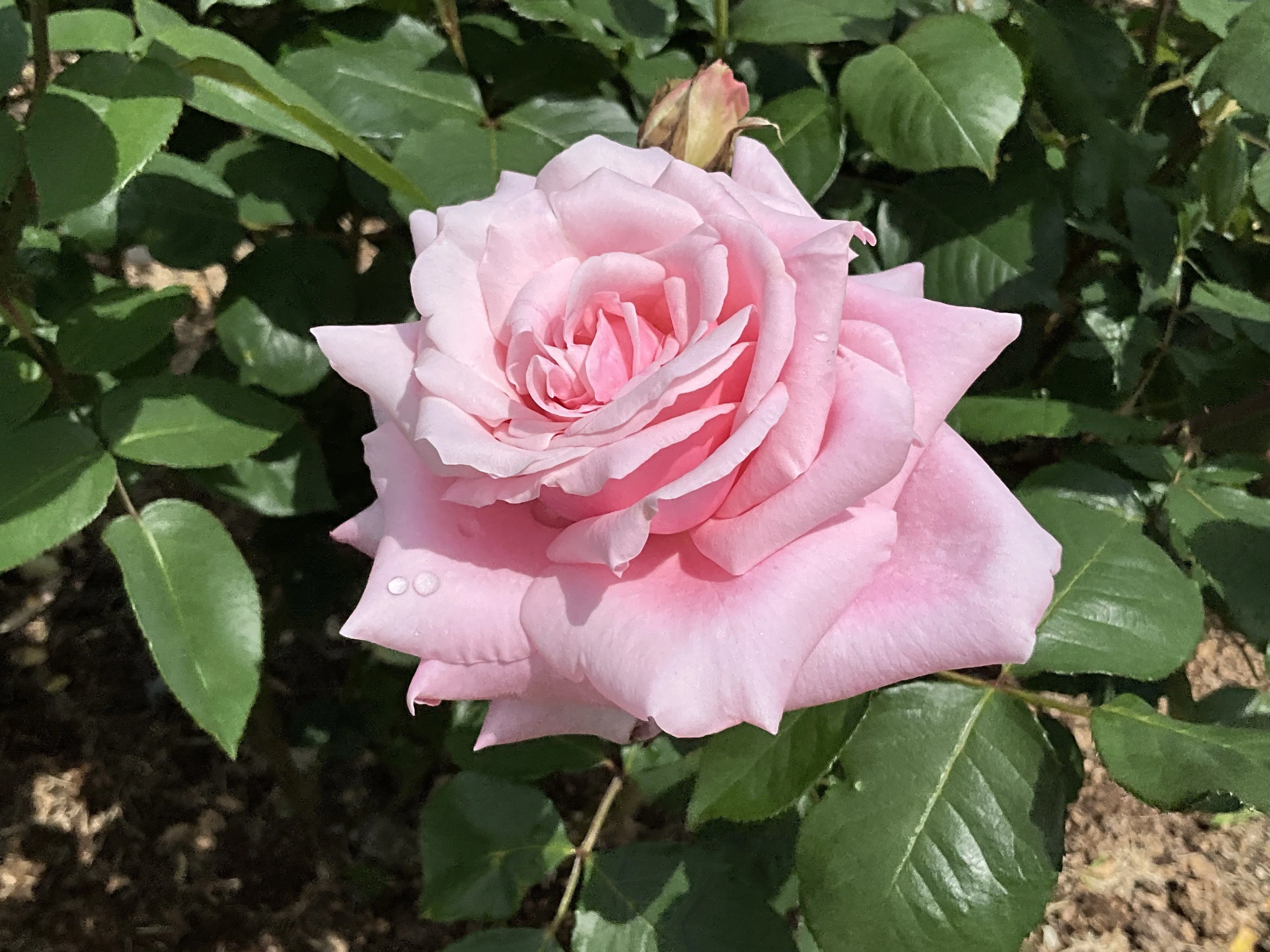 桃香（京都府立植物園）：2026年5月6日（水）｜藤井秀昭（『京都居候
