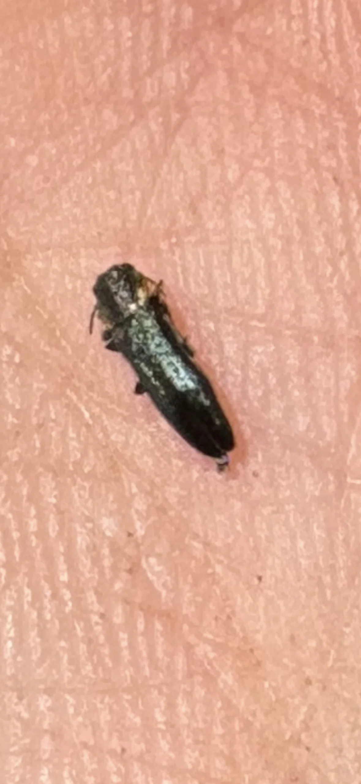 甲虫の取り方図鑑。①クワガタ、コガネムシ、オサムシ、ゴミムシ