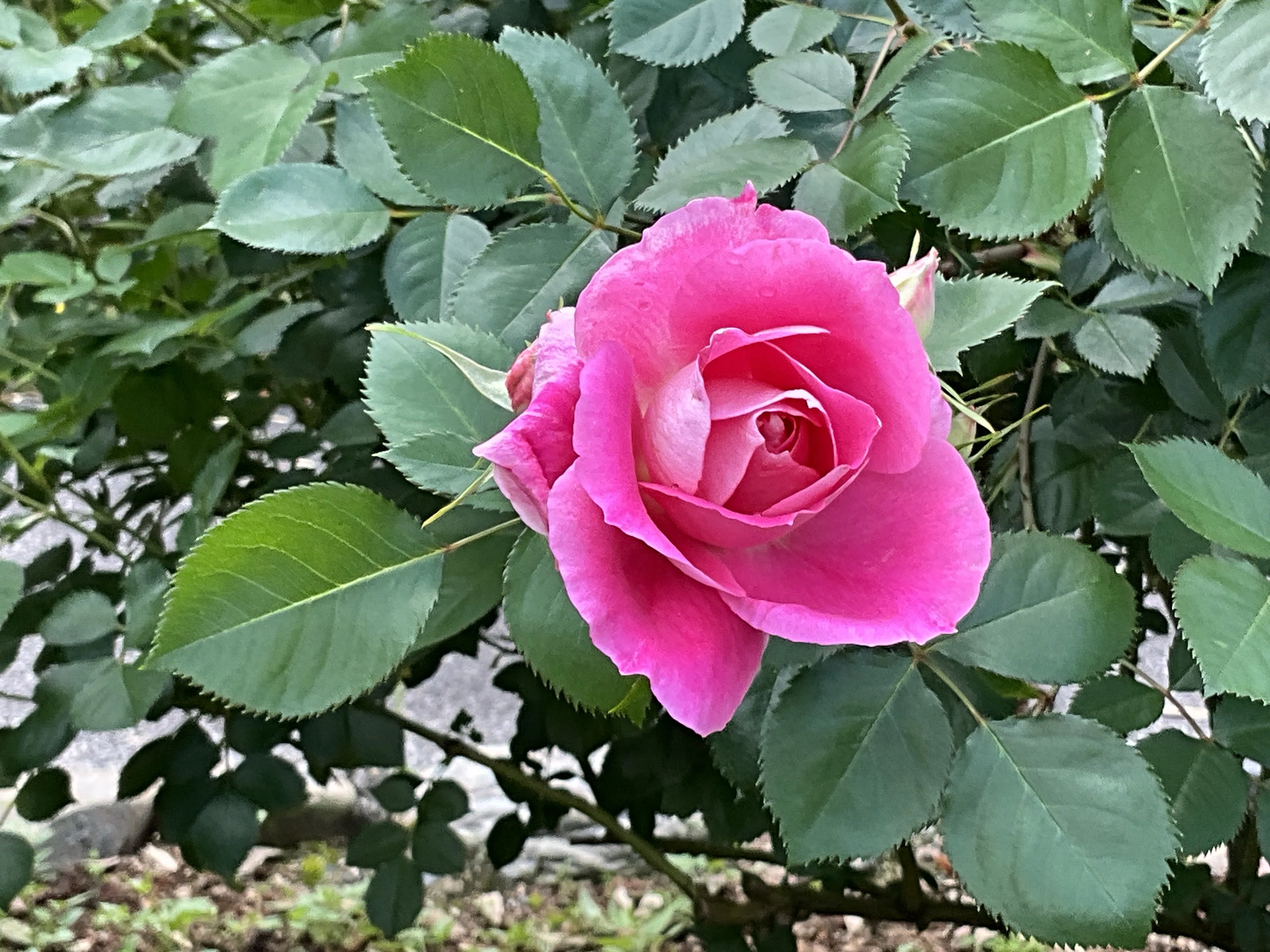ケアフリー・ワンダー（京都府立植物園）：2026年5月7日（木）｜藤井