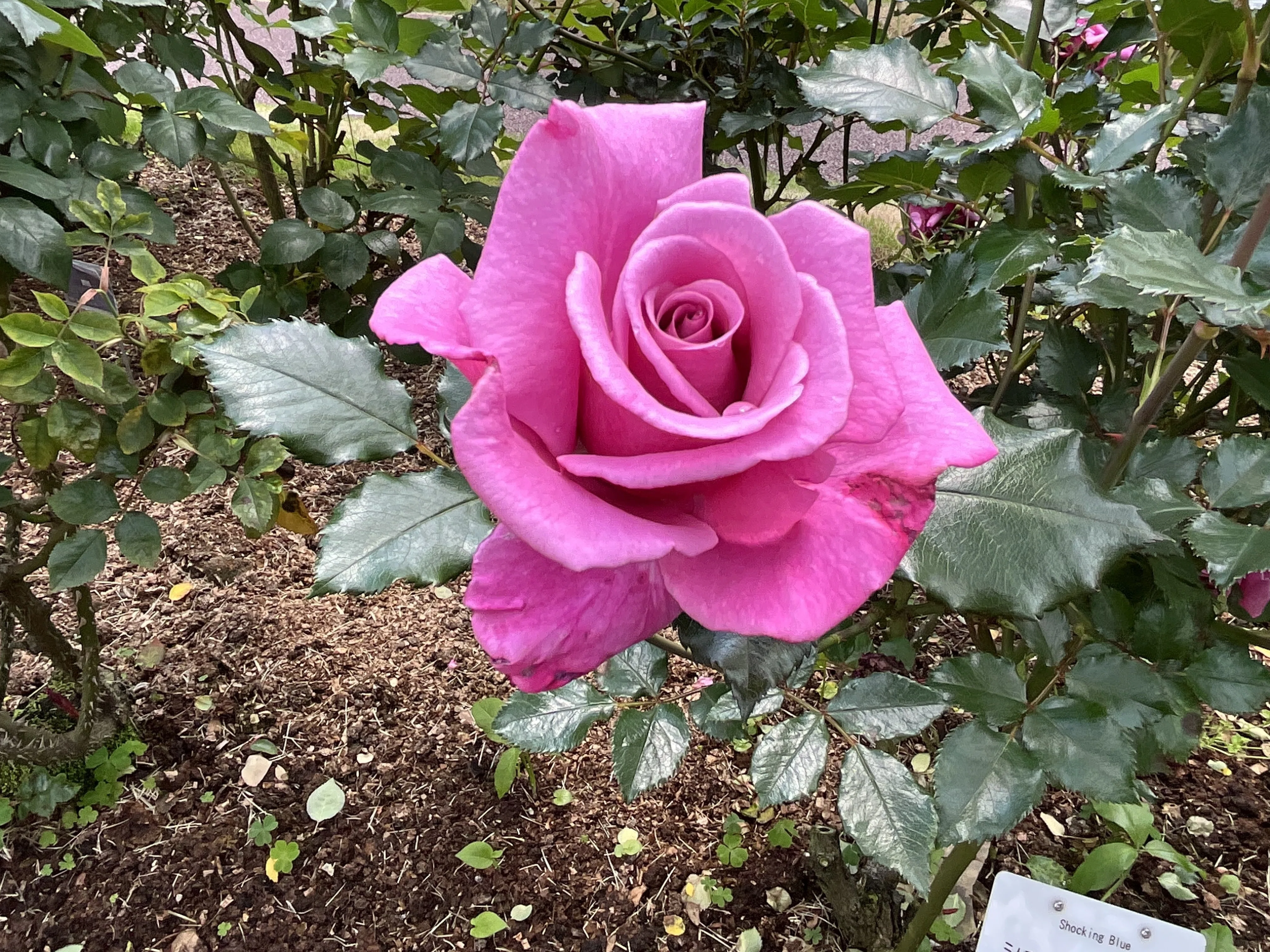 ショッキング・ブルー（京都府立植物園）：2026年5月6日（水）｜藤井