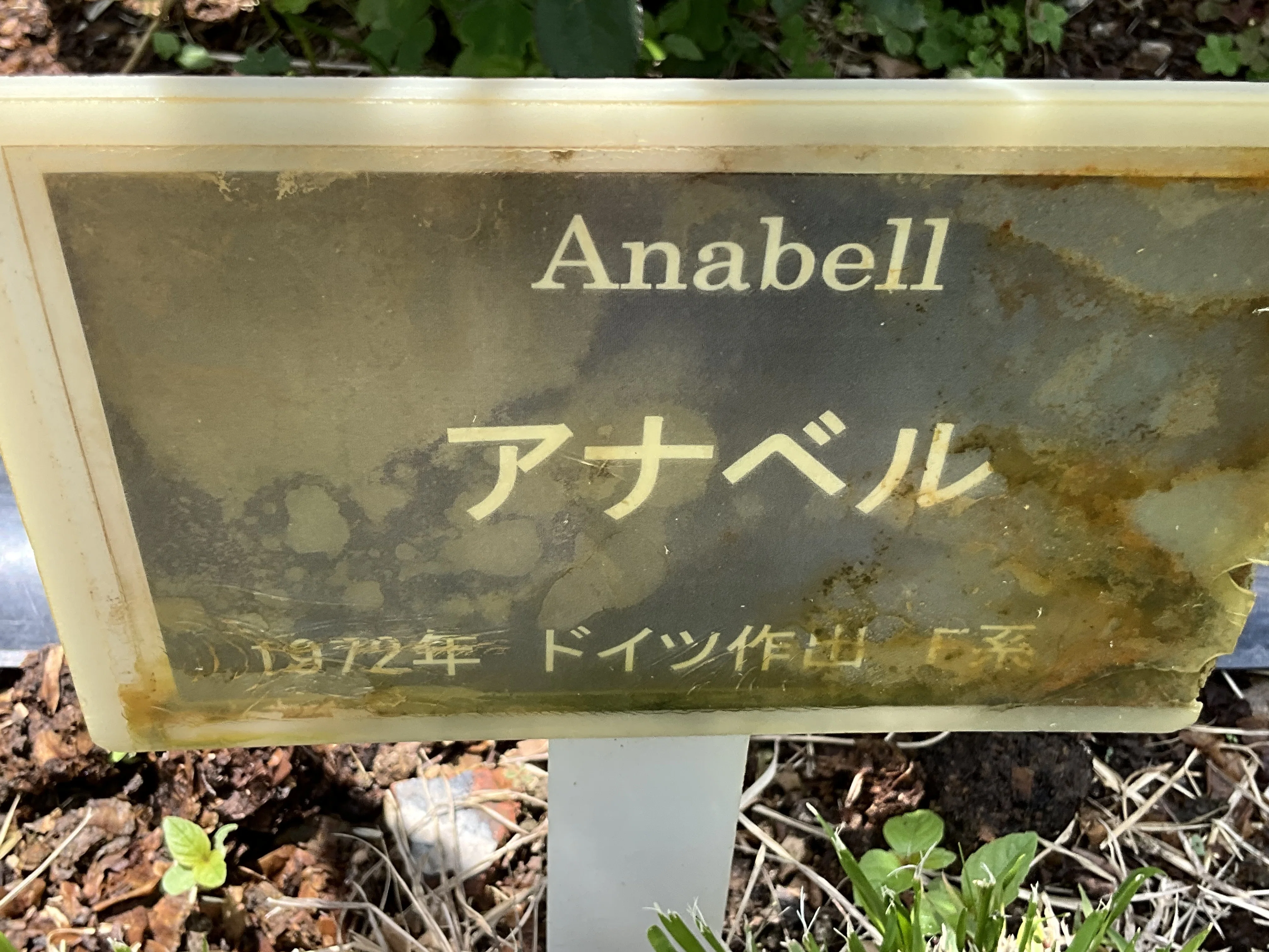 アナベル（京都府立植物園）：2026年5月7日（木）｜藤井秀昭（『京都
