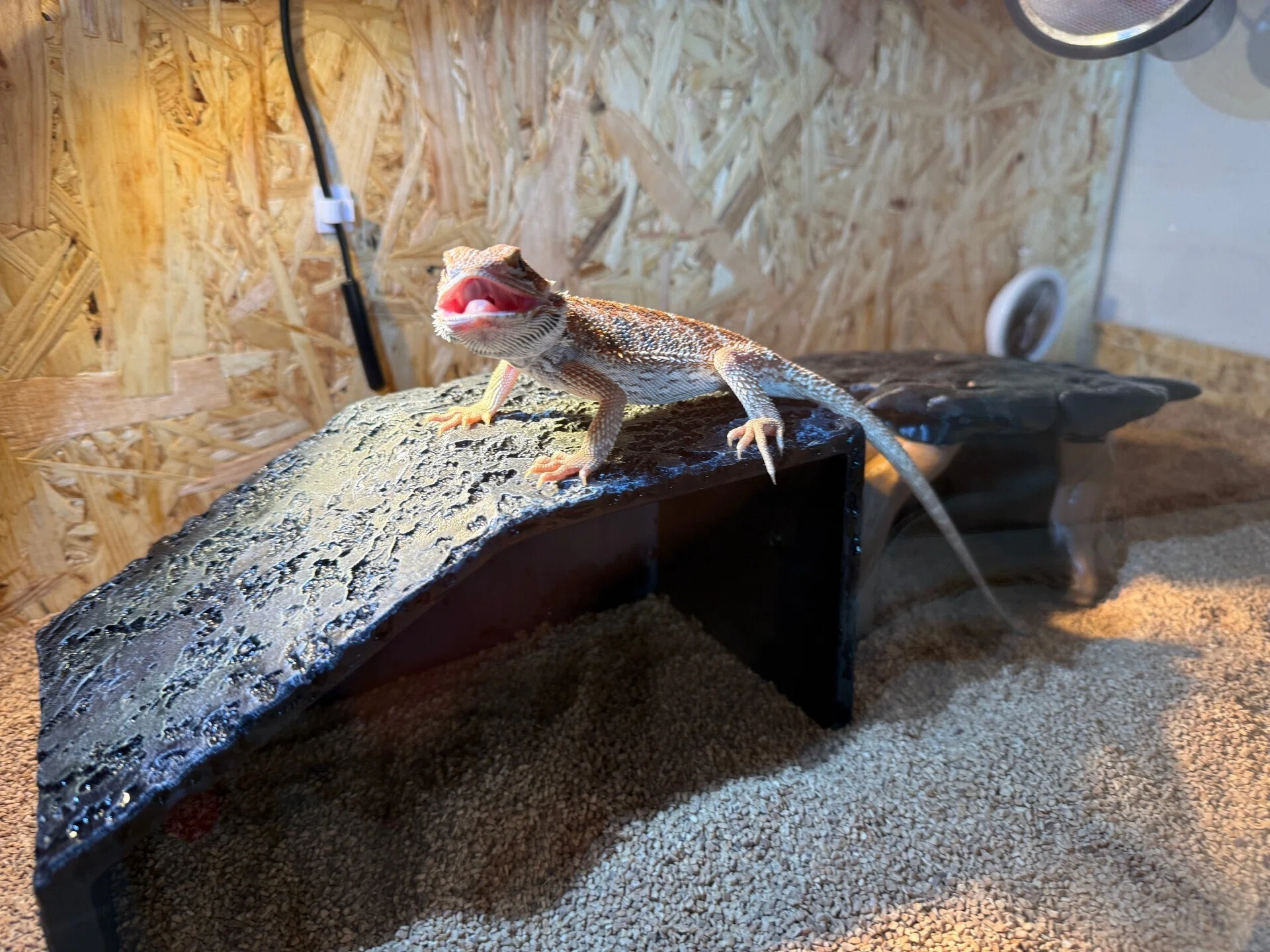 フトアゴヒゲトカゲの飼育に必要な物7選！90cmケージのレイアウト公開