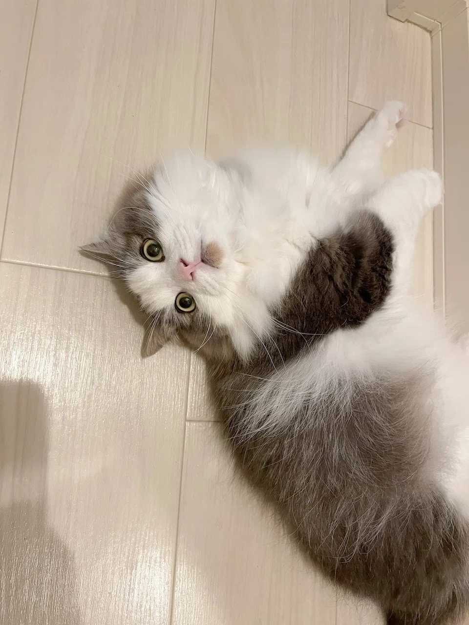 愛猫の好きなとこ｜みちゅねこ