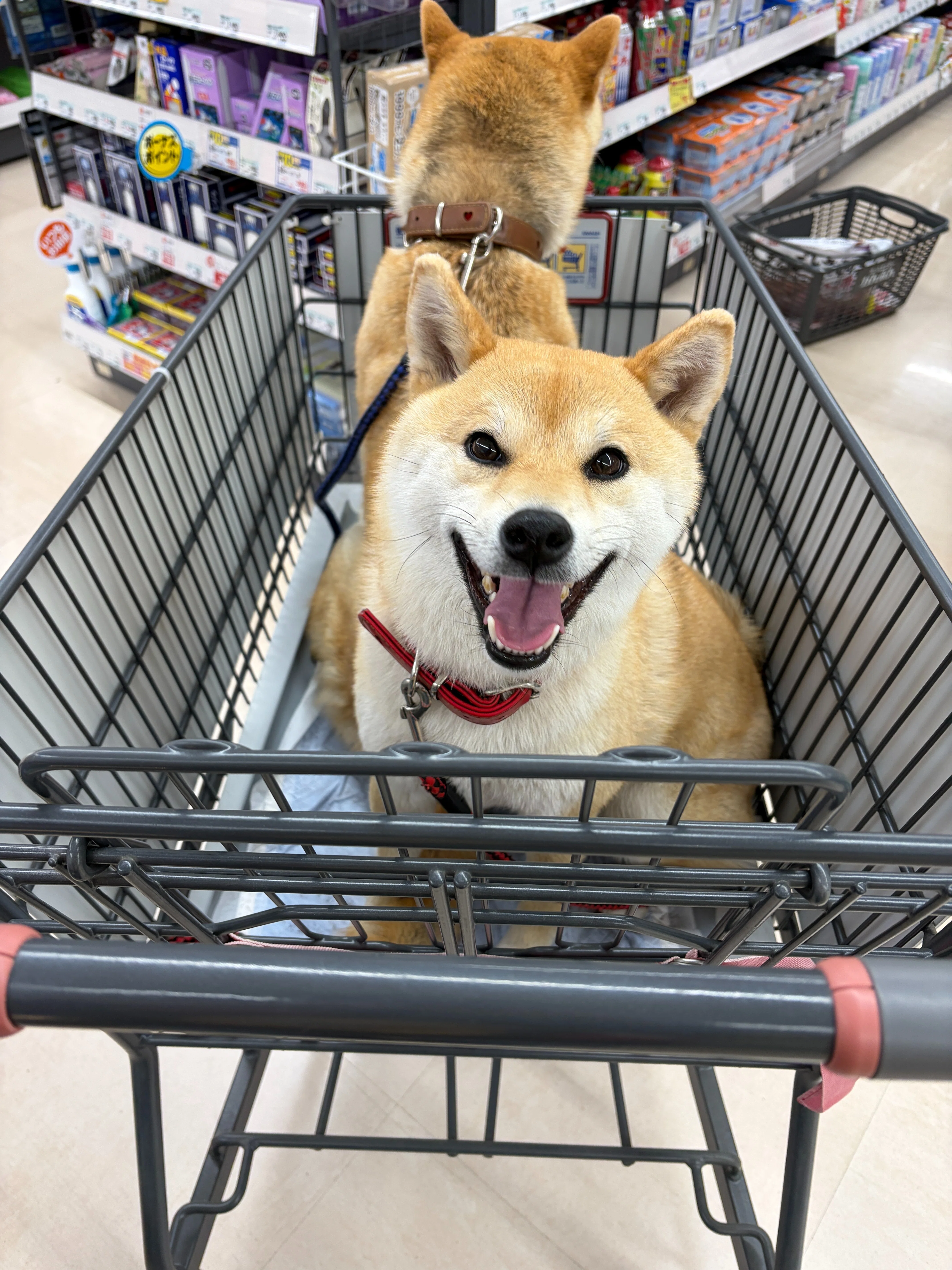 柴犬 おまとめ 犬⁡ ⁡ #柴犬⁡ ⁡⁡ ⁡フクちゃんまとめ。