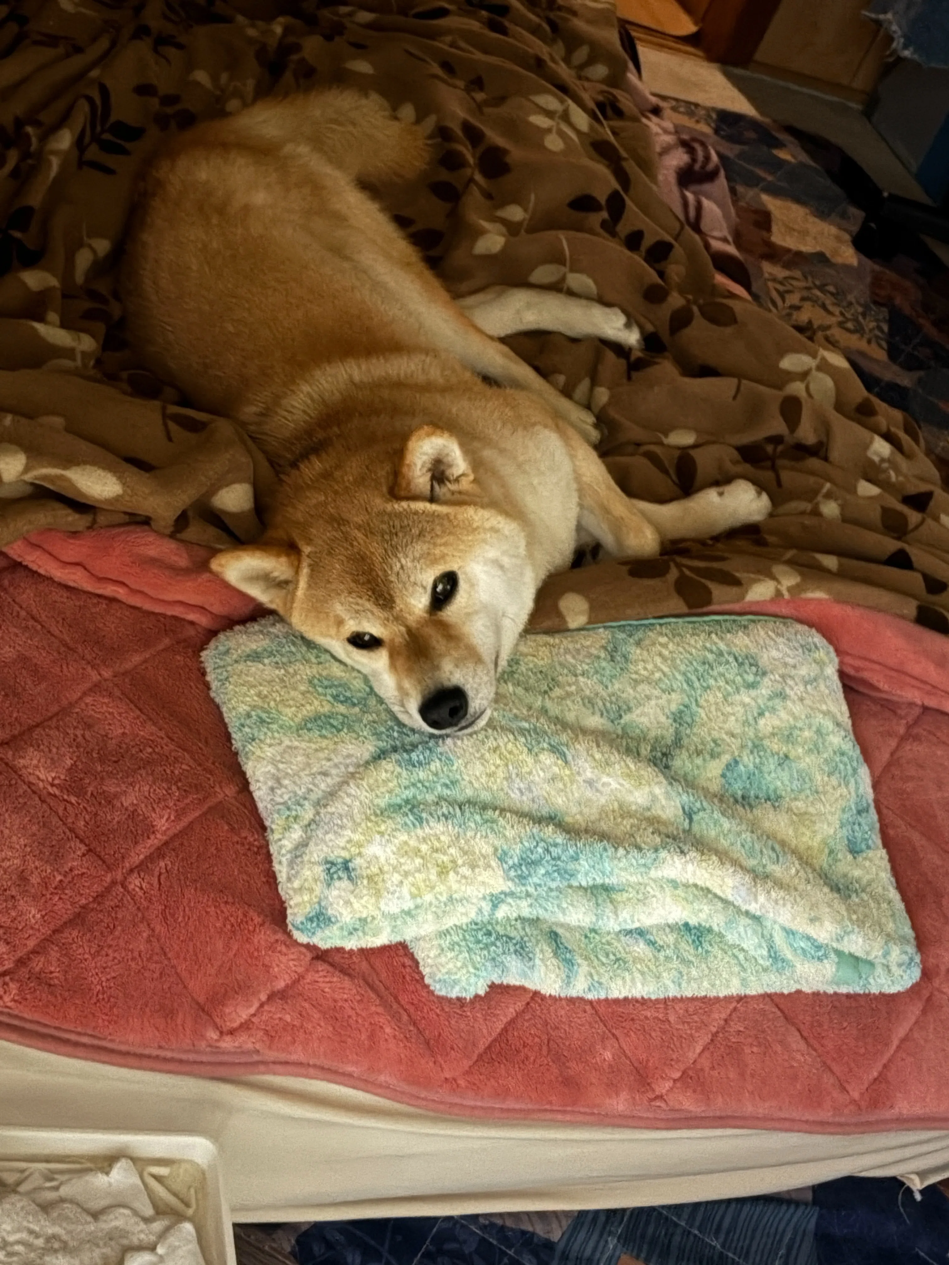 柴犬 おまとめ 犬⁡ ⁡ #柴犬⁡ ⁡⁡ ⁡フクちゃんまとめ。