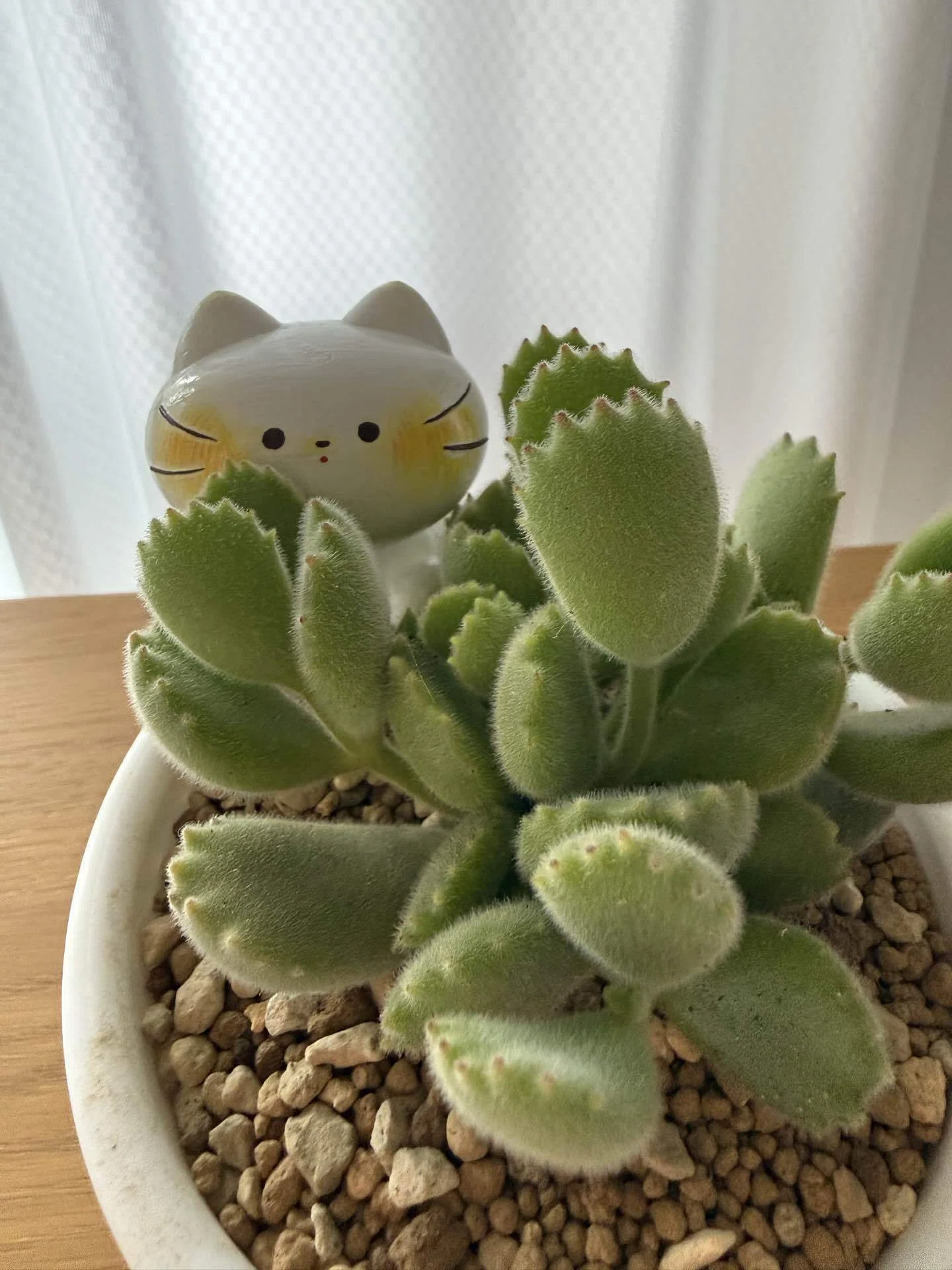 多肉植物メモ。｜のだかおり イラストレーター