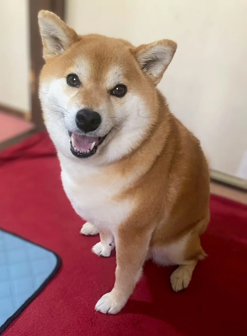 にこにこしている赤柴さんの画像