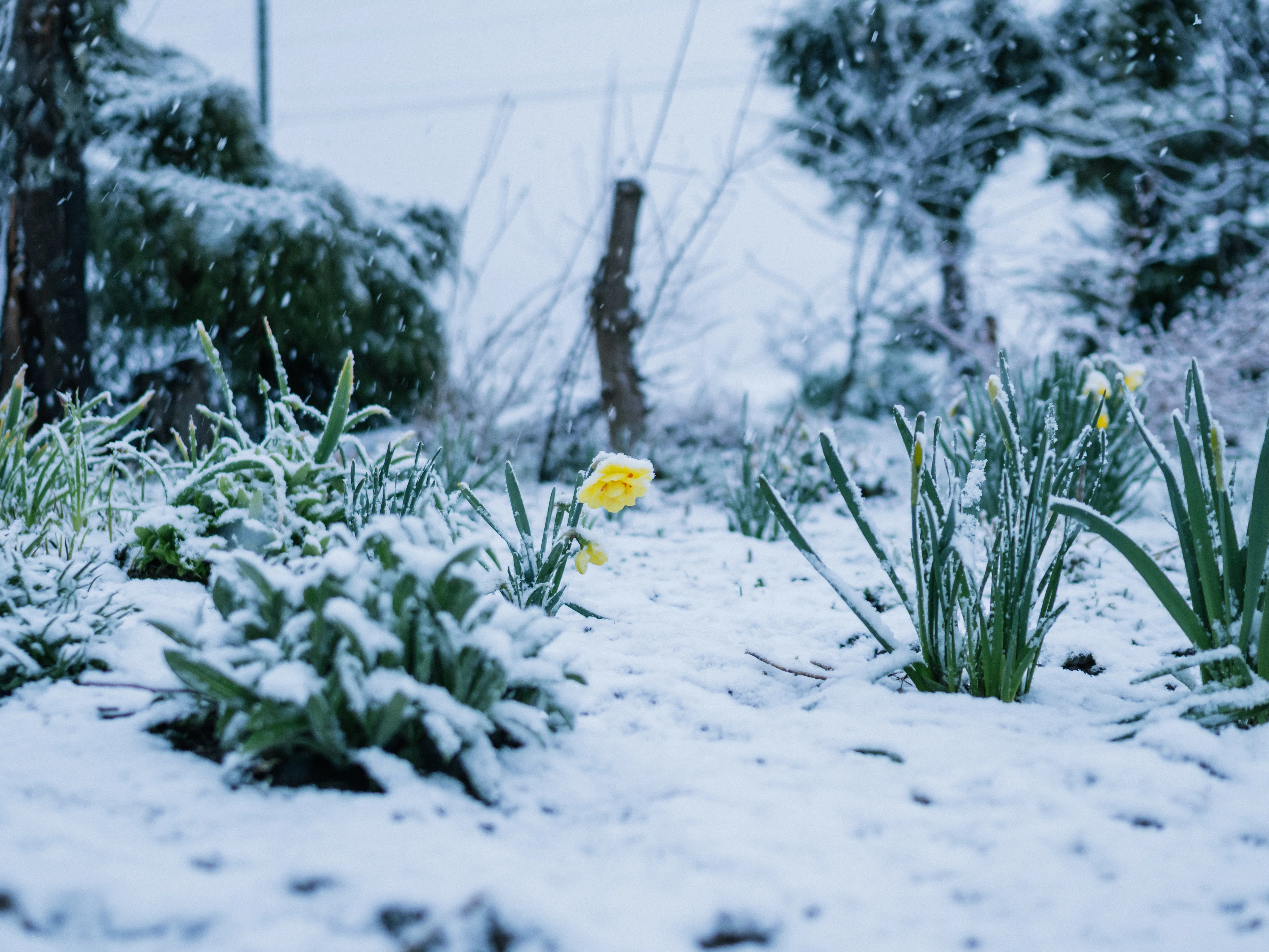 2026.5.4 道北に雪｜ジンノ・ヒロノブ