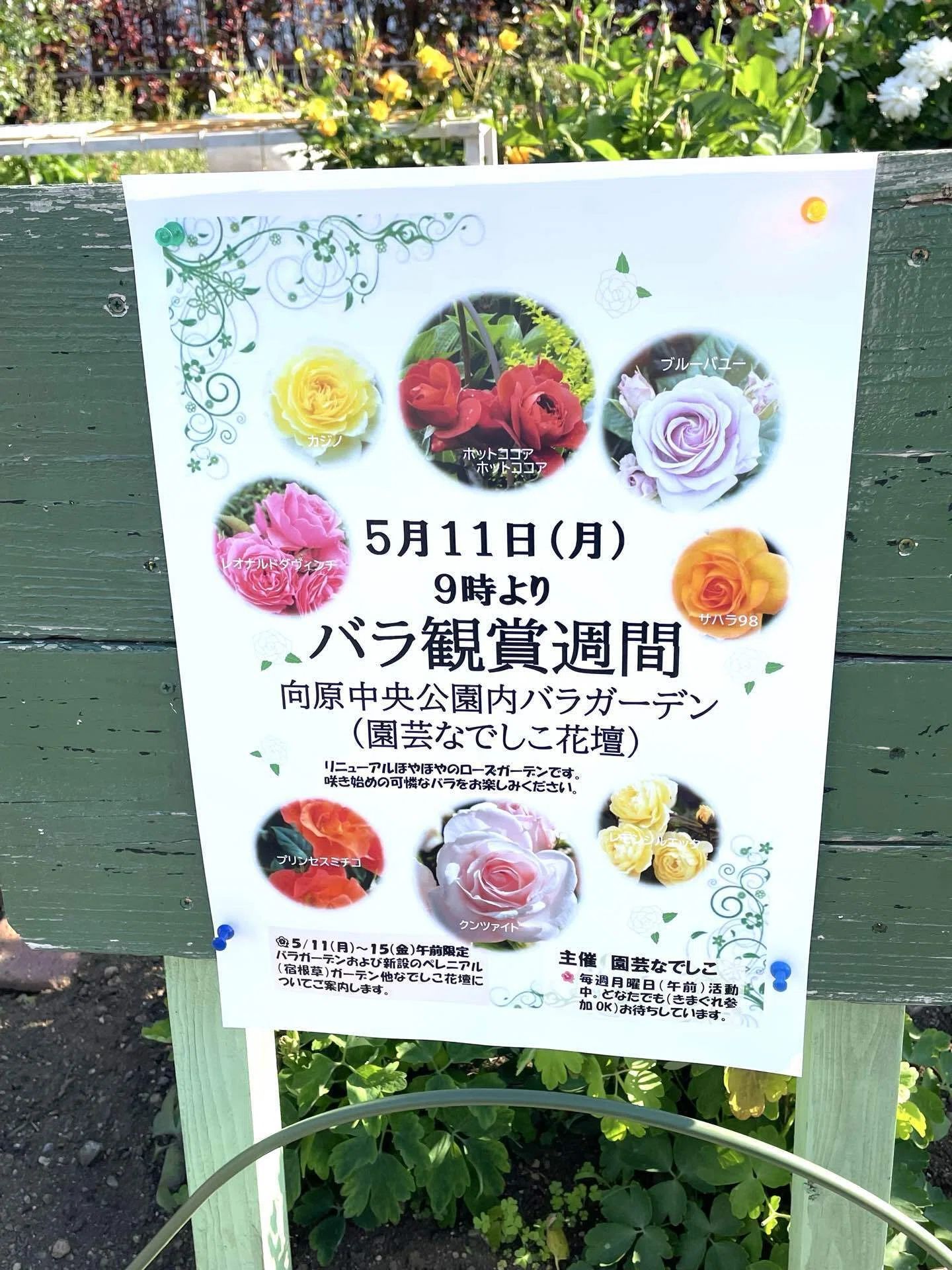 公園の花たち🌹薔薇が見頃の向原公園｜エコ914