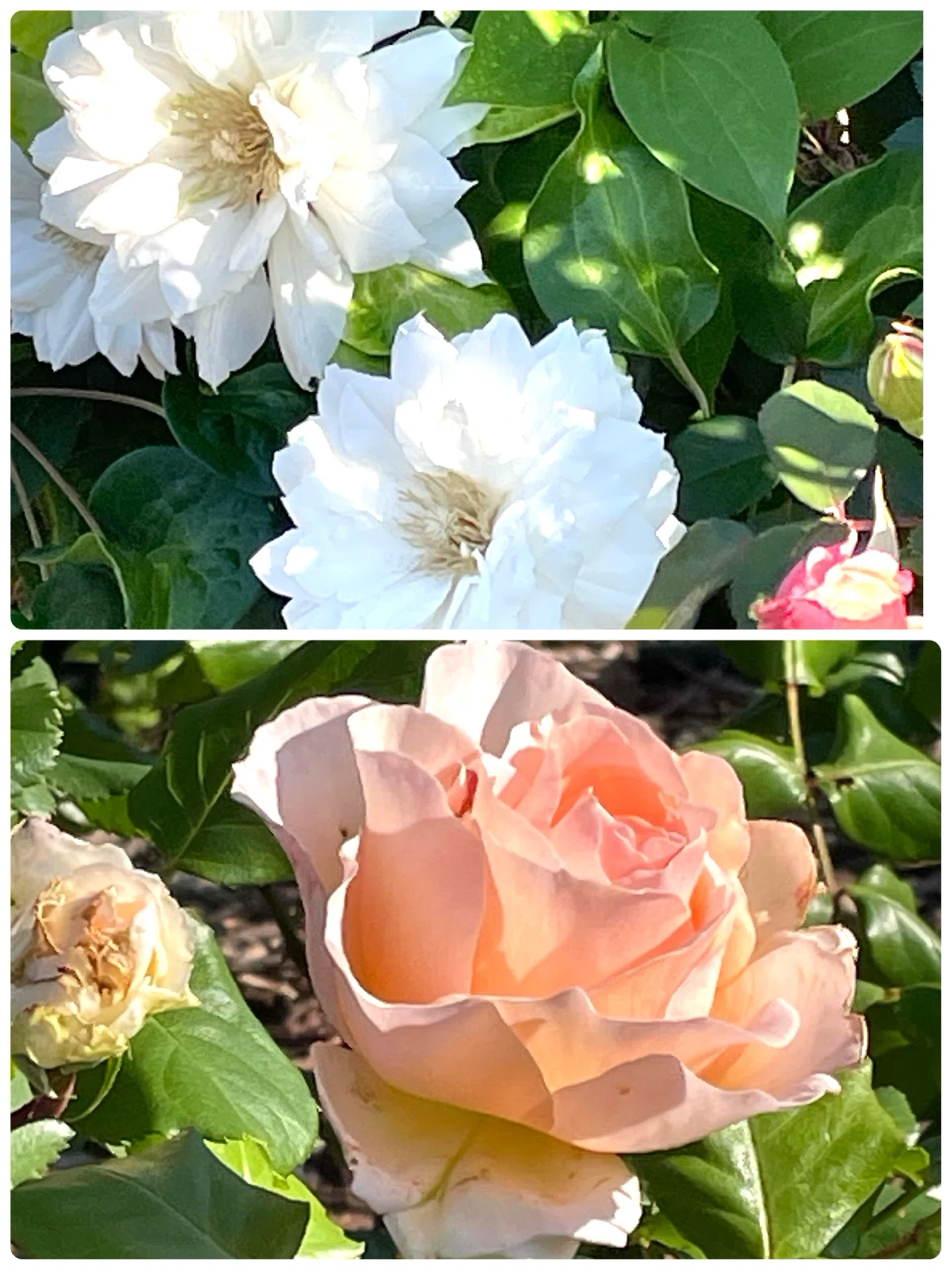 公園の花たち🌹薔薇が見頃の向原公園｜エコ914