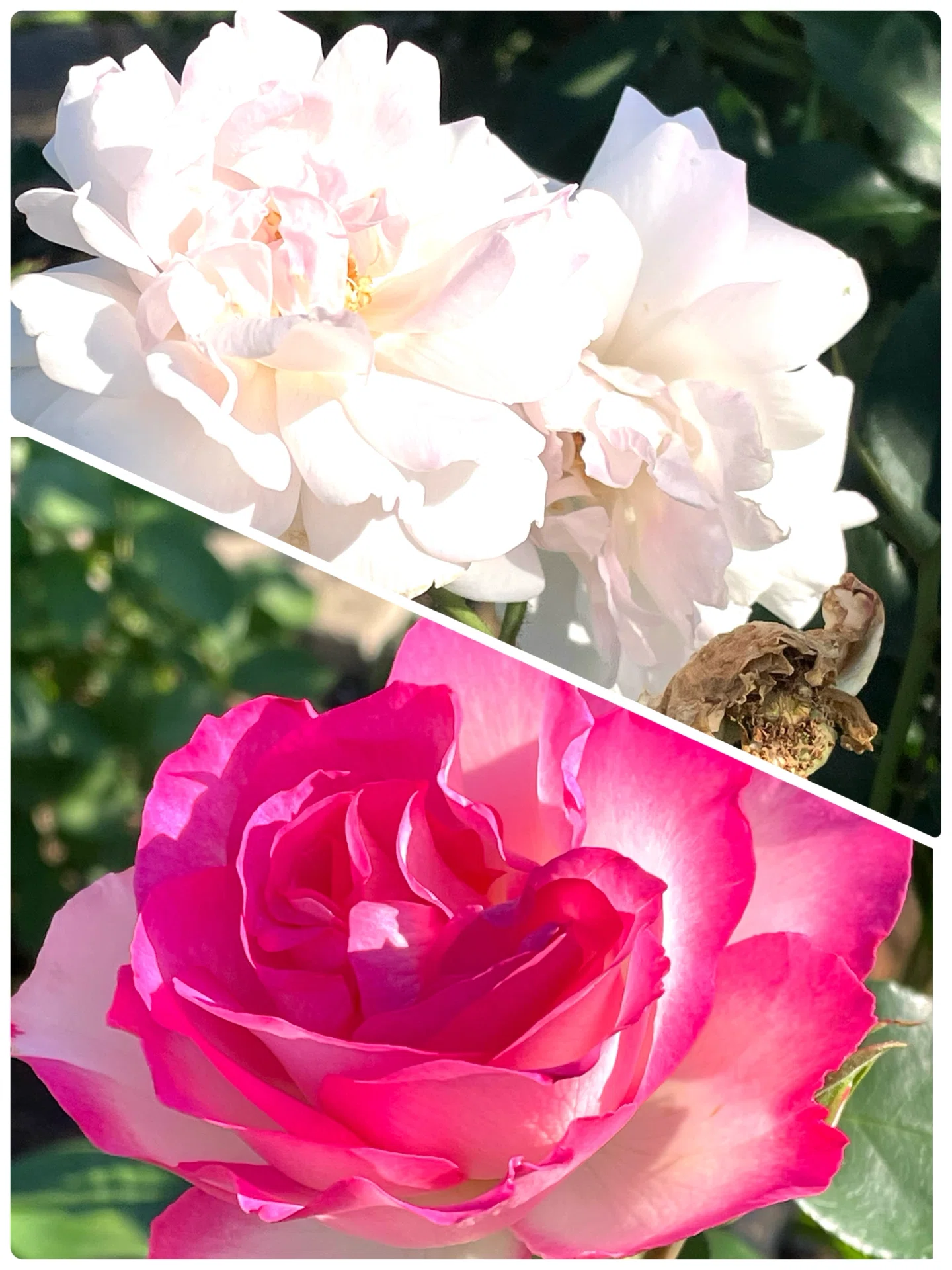 公園の花たち🌹薔薇が見頃の向原公園｜エコ914