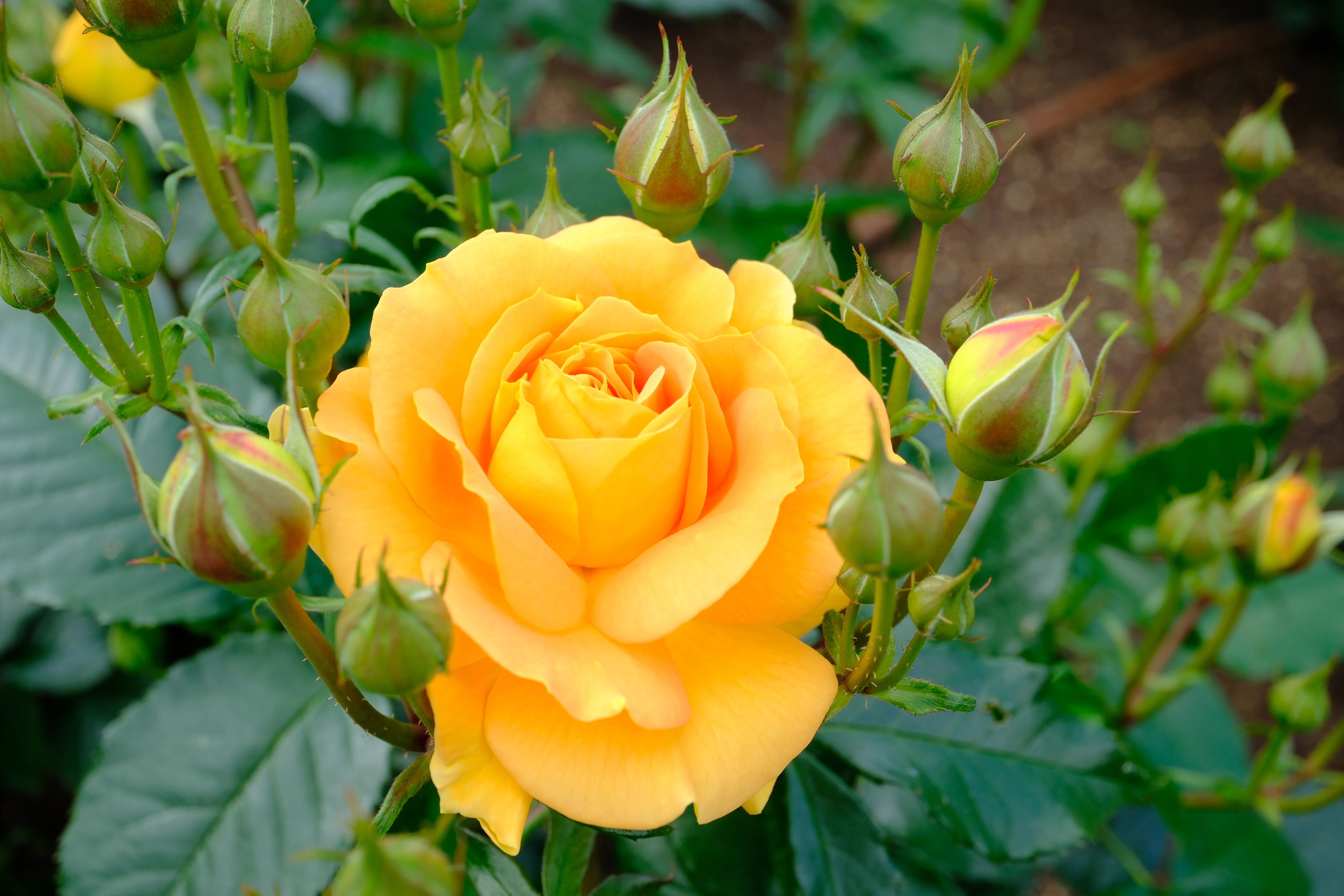 📷X-T30III × 🌹中之島バラ園 ｜ 🇩🇪ゴルデルゼ｜ぱぽにゃん🌹薔薇を